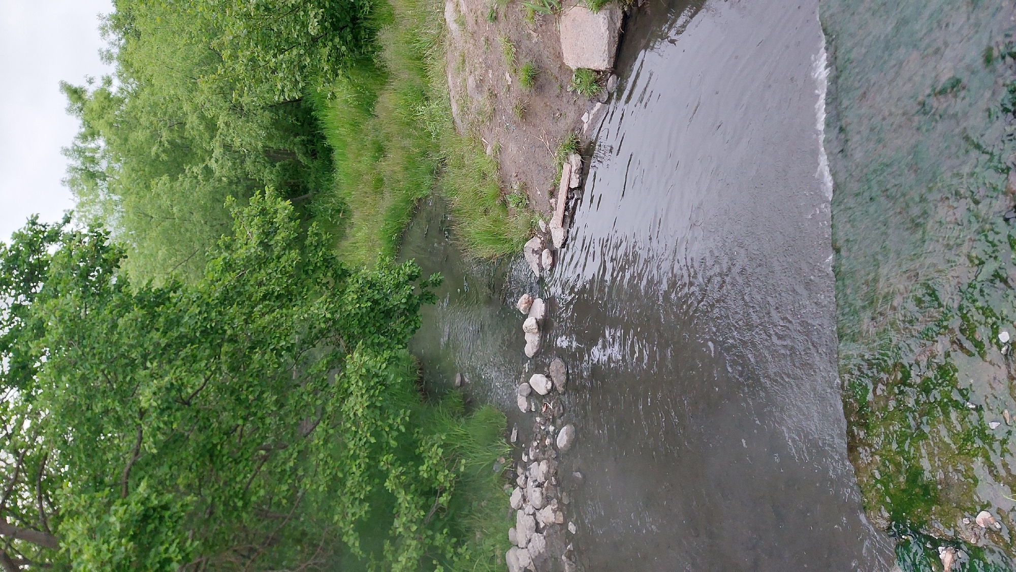 An overhead shot captures a narrow, slow-moving stream bordered by dense, green foliage and grass. The water is dark and murky, with a line of small, grey stones forming a partial barrier on the left side of the stream. The stream flows from the background towards the foreground, where a small cascade or drop-off is visible. On the right bank, a patch of sandy earth meets the water, with a large, light grey concrete slab at the edge. The trees and vegetation are lush and overgrown, suggesting a natural or semi-natural setting. The sky is overcast and pale. The scene appears to be a serene, somewhat wild corner of the city of Nachiki, Russia, untouched by extensive human development.