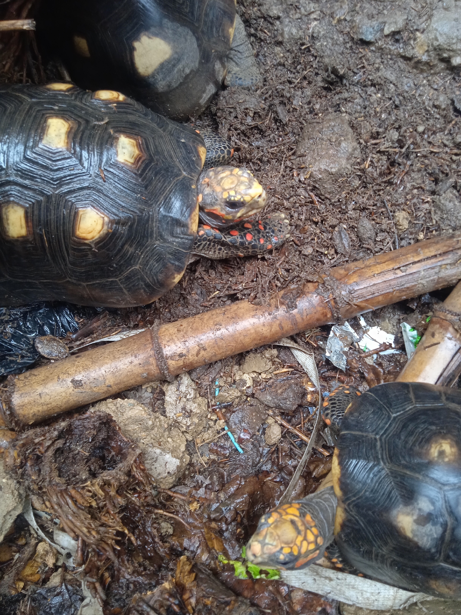 A close-up, high-angle shot shows three red-footed tortoises on damp, dark soil. The tortoises, which are black with yellow markings on their shells and heads, are positioned around a piece of dry bamboo. One tortoise is facing left, with its head extended and eating a piece of green leaf. Another tortoise is facing towards the camera, partially obscured by the first. A third tortoise is mostly hidden, with only its shell visible at the top of the frame. The environment is messy, with scattered debris and damp earth.
