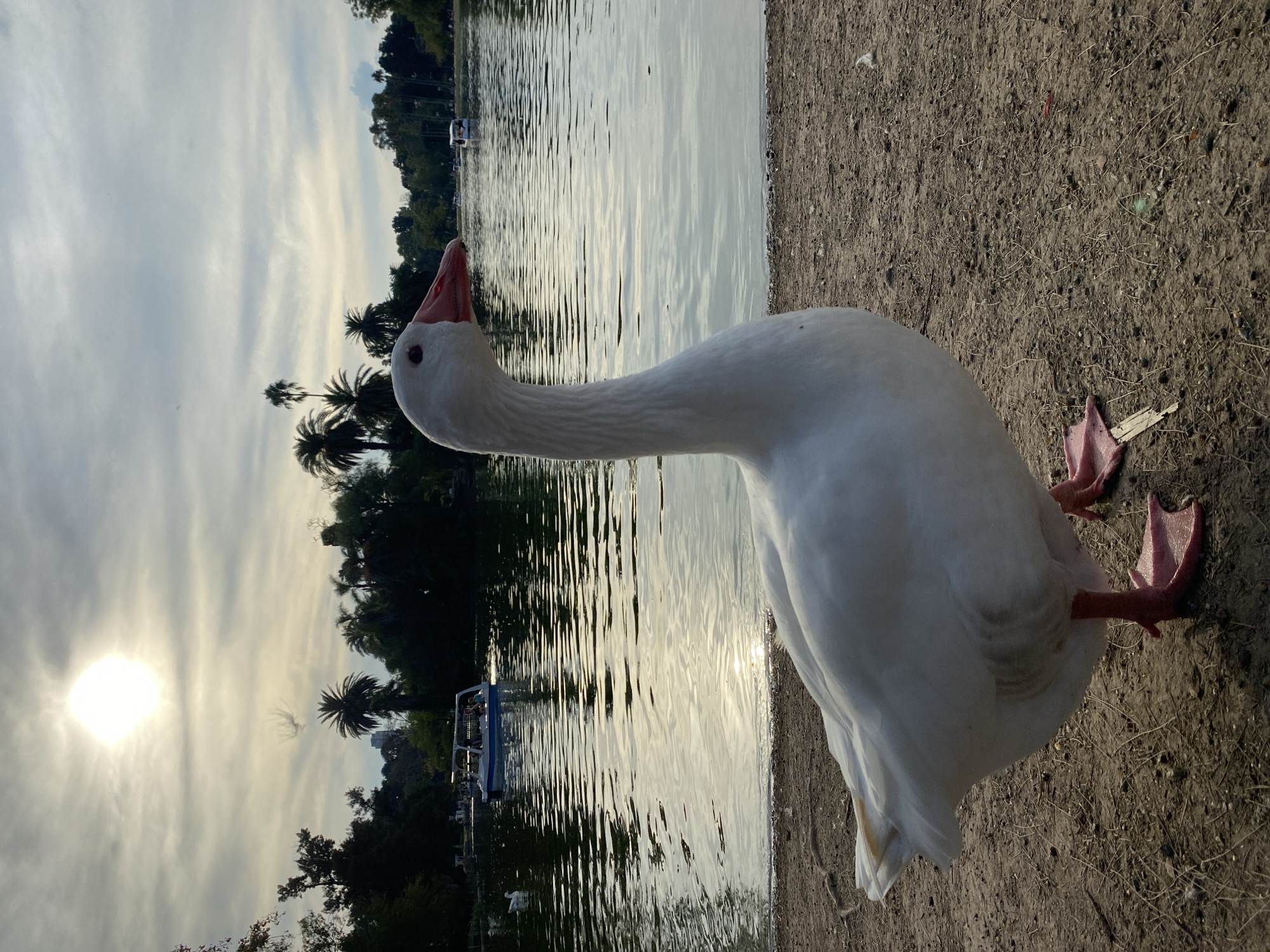 A goose stands on the shore of a body of water on a sunny day. The goose is white with a long neck and pink beak and feet. The water appears to be a lake, with trees and palm trees visible on the opposite shore. A boat is visible in the water. The sky is cloudy, and the sun is shining through the clouds.
The location is in Buenos Aires, Argentina, specifically at the Rosedal de Palermo in Parque Tres de Febrero.