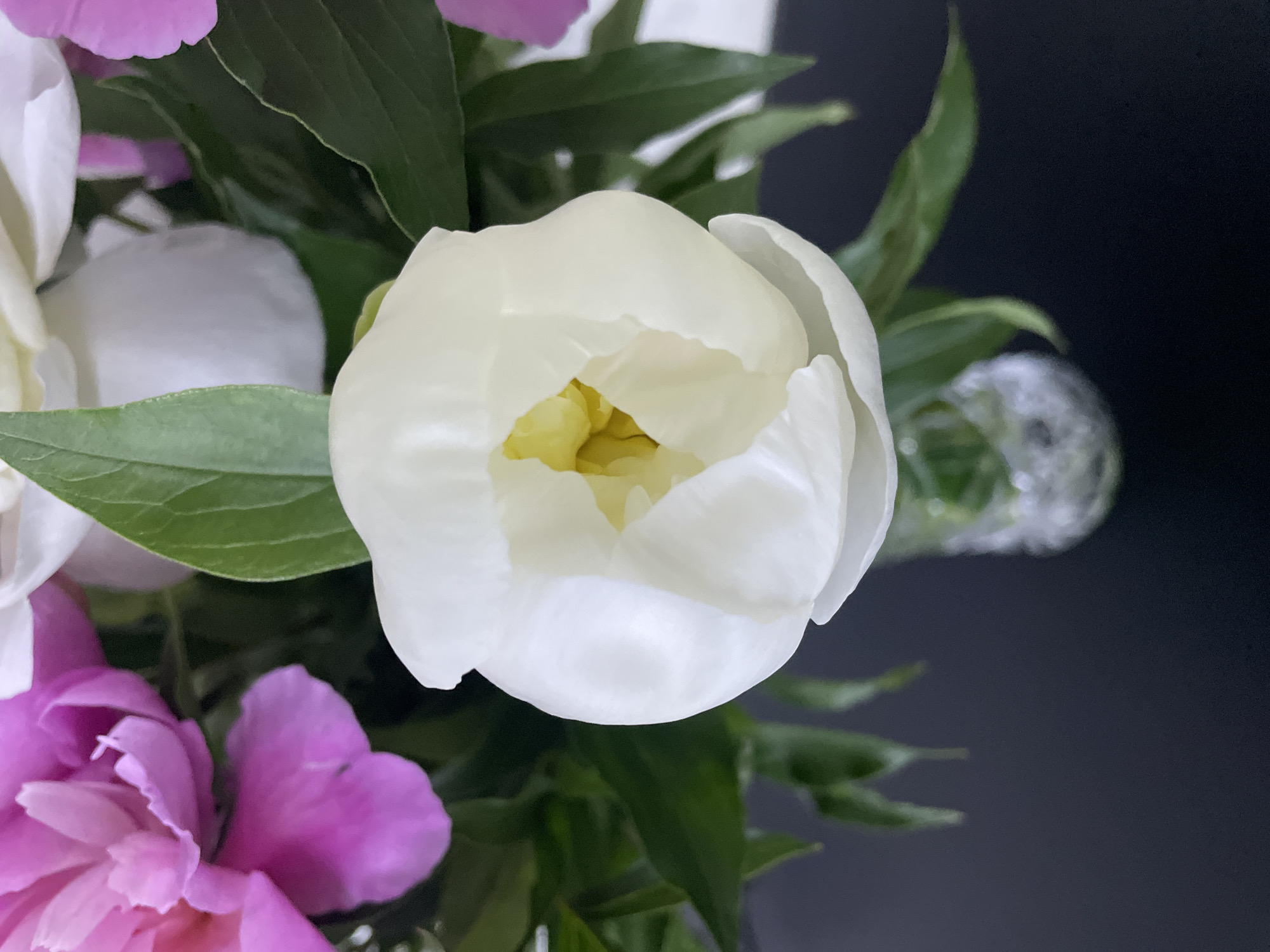 This close-up image features a fresh floral arrangement, dominated by a prominent, partially opened white peony bud at its center. The white petals of the peony are soft and slightly translucent, revealing a cluster of delicate yellow elements within its core.
Surrounding the central bloom are rich green leaves with visible veins, providing a vibrant backdrop. To the lower left, petals of a deep pink or purple peony are visible, adding a splash of contrasting color to the composition. Other white floral elements are also partially seen, contributing to the bouquet's volume.
The background is a dark, muted grey-black, which serves to highlight the bright colors and textures of the flowers. In the upper right portion of the background, a blurry, textured glass object, possibly part of a vase or decorative item, is faintly discernible.
The scene is a still life, focusing on the natural beauty and intricate details of the flowers. No people are present, and no specific activity is taking place. The lighting suggests an indoor setting, possibly with controlled or artificial light. There is no visible text within the image. The provided location context for this media file is Rozsoshentsi, Ukraine.