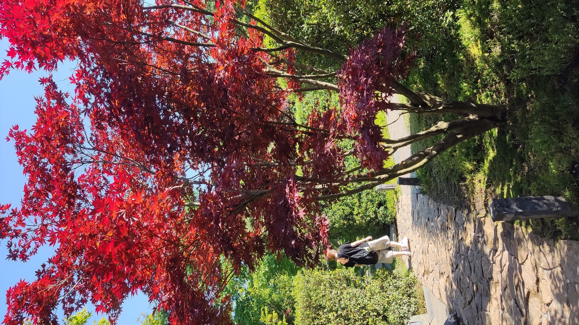 A person stands on a stone pathway next to a tree with vibrant red leaves. The person is wearing a black shirt and light-colored shorts, with white sneakers. They are facing away from the camera, looking towards the left side of the frame. The tree's branches extend over the pathway and are covered in many red leaves. The background consists of lush green foliage, suggesting a garden or park setting. The pathway is made of irregular, flat stones. Sunlight casts shadows on the ground, indicating it is daytime. The scene is outdoors, likely in a temperate climate given the foliage. There is no visible text in the image. The overall mood appears peaceful and serene. The location is identified as Krasnodar, Russia.