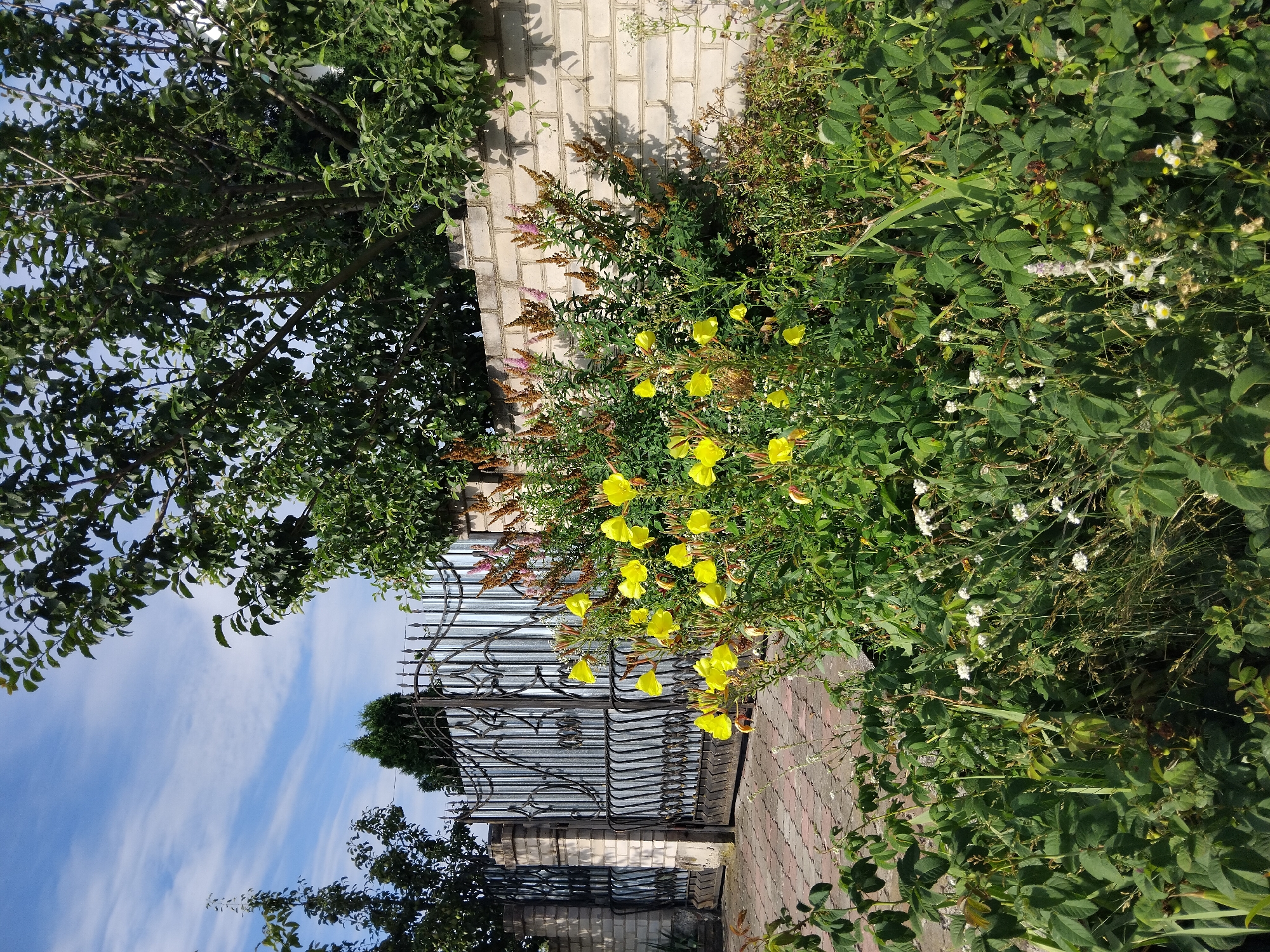 The image depicts a sunny outdoor scene in Zhytomyr, Ukraine, featuring a decorative wrought-iron gate with corrugated metal infill, flanked by brick pillars. In front of the gate and a light brick wall, a lush garden is in bloom. Prominent yellow flowers, likely evening primrose, dominate the foreground, interspersed with smaller white wildflowers and feathery seed heads. Tall, slender plants with brown and pinkish-purple flower spikes are also visible. Dense green foliage, including rose bushes and other shrubs, fills the lower portion of the frame. Trees with full green canopies rise above the wall and gate, casting dappled shadows. The sky is a vibrant blue with scattered white, wispy clouds. The ground in front of the gate is paved with reddish-brown interlocking bricks. There are no people present in the image.