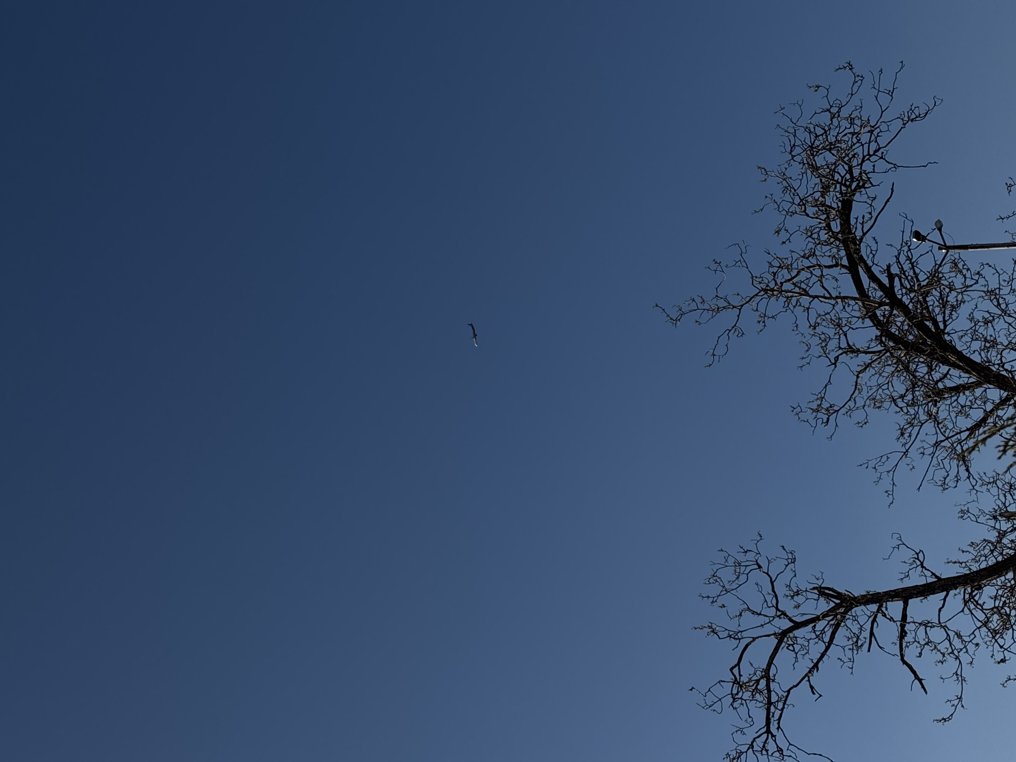 The image features a vast, clear, and deep blue sky, indicating bright daylight and good weather. On the right side of the frame, the dark, bare branches of a deciduous tree are prominently silhouetted against the vibrant sky, suggesting either winter or early spring. A small, dark, elongated object, identified as a bird, is visible in flight in the upper-middle left portion of the sky. Partially visible among the tree branches in the upper right is a streetlight with its lamp head. The scene is set in Sofia, Bulgaria, under clear skies. No specific human activity is depicted, and no text is visible within the image.