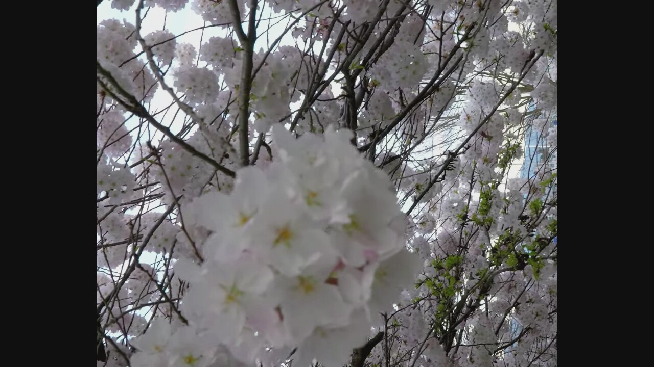 The image captures a close-up view of cherry blossoms in bloom, with a blurred background suggesting an urban environment. The blossoms are clustered densely on branches, creating a soft, white and pink mass of petals. Some branches are bare, while others have small green leaves emerging. In the distance, a building with a modern architectural style, characterized by large windows and a reflective facade, is visible. The lighting appears to be overcast, typical of a spring day. The scene is consistent with a view of cherry trees along a street or park in Vancouver, Canada, during blossom season.