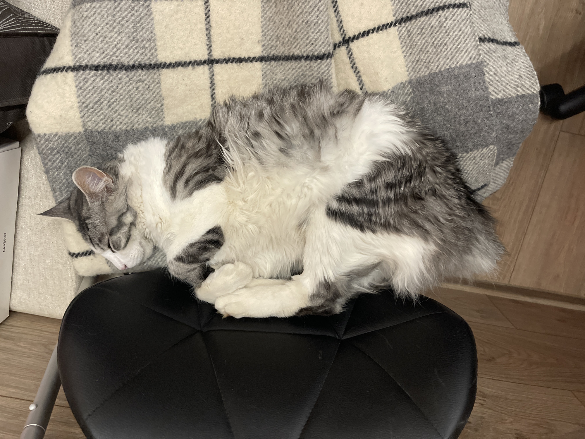 A fluffy domestic cat with gray and white fur is captured sleeping soundly, curled up on a black padded stool. The cat's white and various shades of gray fur show a distinct striped and patched pattern, particularly on its head, back, and tail. Its eyes are closed, and a small pink nose is visible. The cat's paws are tucked under its body, completing its curled-up posture.
Behind the sleeping feline, a soft plaid blanket with a pattern of off-white, light gray, and darker gray squares intersected by thin black lines is draped over what appears to be another piece of furniture or an armrest. To the left of the cat's head, part of a white box or container is visible, featuring a faint alphanumeric text "64448952" vertically printed on its side. The black stool has a textured, possibly quilted, surface. The setting appears to be indoors, indicated by the light wooden floor beneath the stool and the presence of what looks like part of a chair's leg or stand in the upper right background. The overall impression is one of peaceful comfort and tranquility.