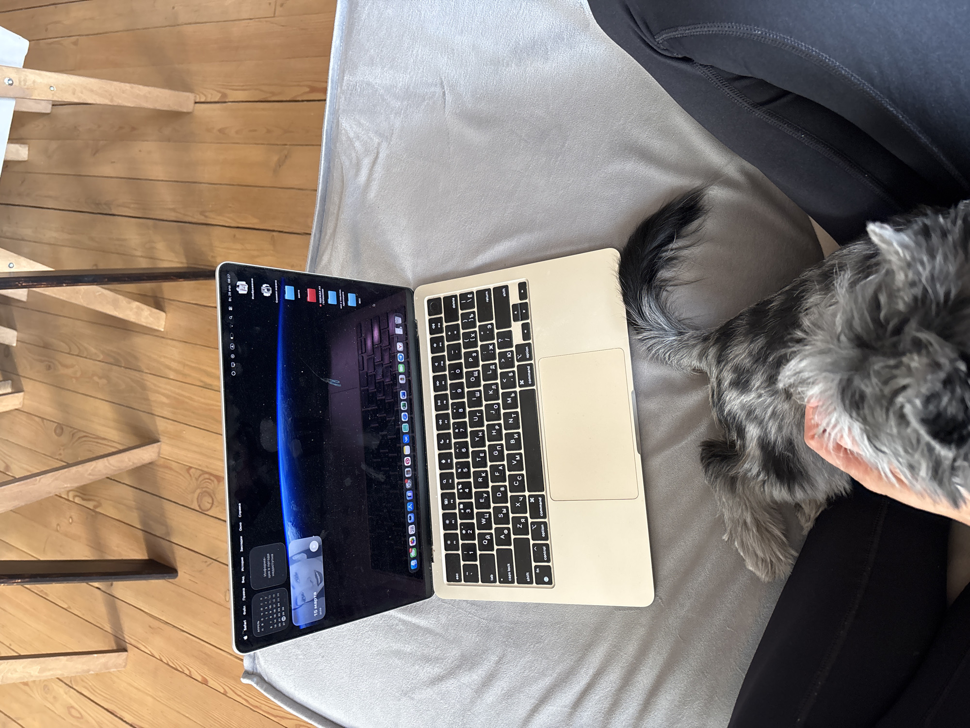 The image captures an overhead view of a relaxed indoor setting in Chaikovsky, Russia, featuring a MacBook Air laptop, a small dog, and part of a person.
The main subjects are an open silver MacBook Air laptop resting on a light grey blanket or fabric, and a small, fluffy dog with grey, black, and white fur, positioned to the right of the laptop. A person's hand is gently petting the dog, and their leg, dressed in black leggings, is also visible. In the background, a light-colored wooden floor with visible grain and parts of a wooden furniture item can be seen.
The activity taking place involves someone using the laptop while petting their dog. The scene suggests a cozy, possibly work-from-home or leisure environment.
Notable details include the laptop's screen displaying a macOS desktop with a dark space-themed wallpaper. The menu bar at the top shows "28 апр, 08:27", indicating it's Tuesday, April 28th, at 8:27 AM. However, a calendar widget on the screen prominently displays "15 марта" (March 15th), creating a date discrepancy. Another widget states "информация о погоде недоступна" (weather information unavailable). The dock at the bottom of the screen shows various application icons including Safari, Mail, Calendar, Messages, and social media apps like WhatsApp, Telegram, and Pinterest. Standard macOS menu items like "Safari", "Файл" (File), and "Правка" (Edit) are visible. The laptop keyboard features Cyrillic (Russian) characters alongside standard English letters and symbols, indicating a Russian layout. The dog's fluffy tail curls over the edge of the laptop, adding to the informal and companionable atmosphere.
