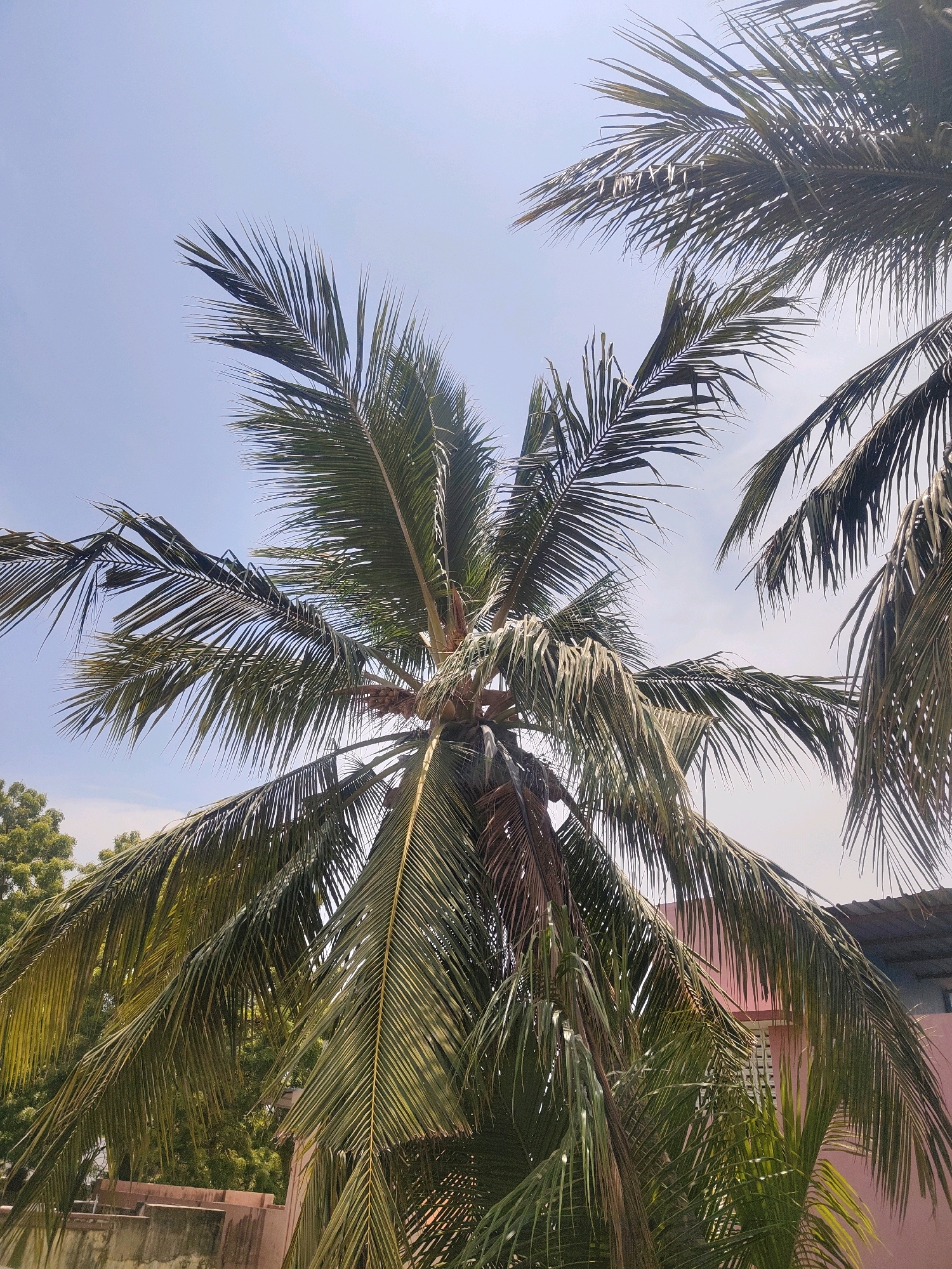 The image shows a close-up view of several coconut palm fronds against a bright, slightly hazy blue sky. The fronds are a deep green, with some showing signs of drying or browning at the tips. In the background, a pink building with a white-gridded window is partially visible, along with a glimpse of a dark, corrugated metal roof. Below the building, a low, weathered concrete wall runs horizontally across the lower portion of the frame. To the left, lush green foliage from other trees is visible behind the wall. The overall scene suggests a tropical or subtropical urban environment, possibly in a coastal area like Kayalpattinam, India, characterized by palm trees, residential structures, and clear, sunny weather. There are no people or animals visible in the image.
