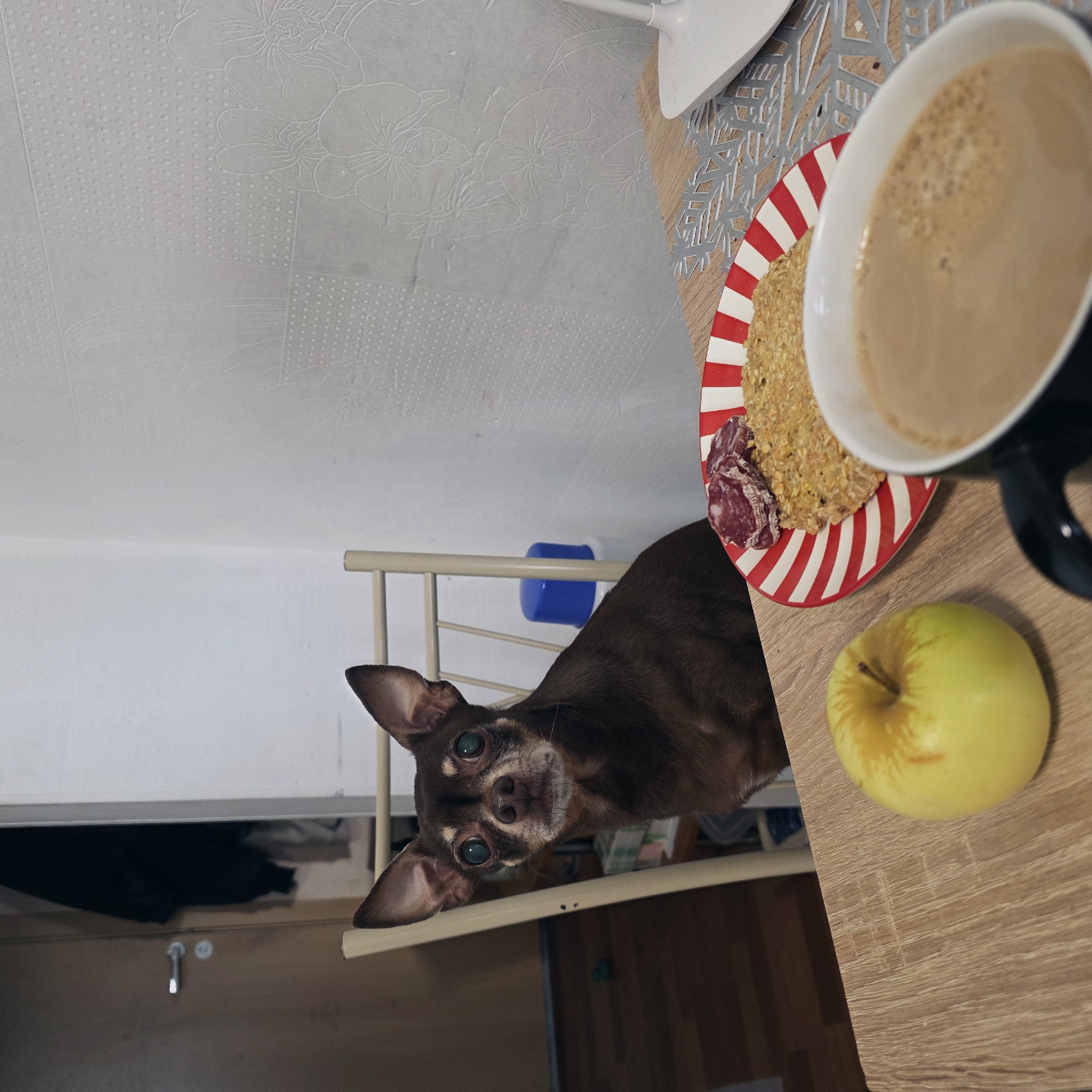 This image depicts an indoor scene in Saint Petersburg, Russia. A small, short-haired brown chihuahua dog with prominent ears and wide, light-colored eyes sits upright on a light-colored dining chair in the midground, directly facing the camera. On a light-toned wooden table in the foreground, a yellow-green apple with reddish streaks is visible to the left. To its right, a red and white striped plate contains two slices of cured sausage, likely salami, exhibiting white mold on the edges, alongside a rectangular oat-based bar or cookie. A black and white mug, containing a light brown, foamy beverage, is partially visible in the bottom right corner. A silver-colored, snowflake-patterned placemat lies beneath the plate and mug. The background features a light brown door, slightly ajar on the left, revealing a dark garment hanging inside. A light-colored wall with a textured pattern of floral motifs and small dots occupies the right side of the background. A blue cap or lid is discernible behind the dog's back, and a white lamp or device base is partially visible on the table's far right edge. No human individuals are present.