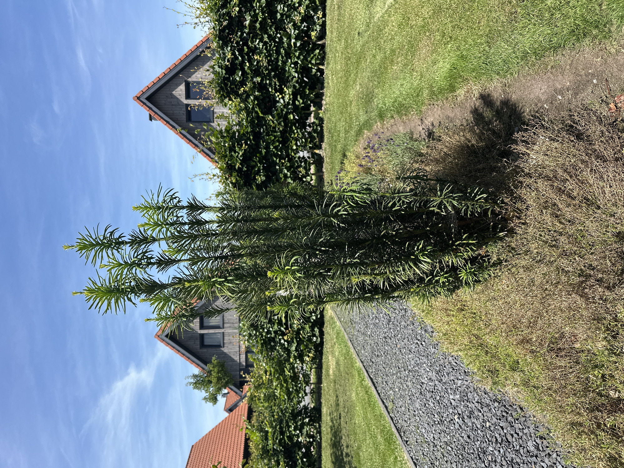 In the city of Ossenzijl, Netherlands, on a clear, sunny day, a pathway of dark grey gravel curves to the left, bordered by a garden bed containing a tall, upright evergreen shrub with green needles, and some dried brown herbaceous plants. To the right of the pathway is a neatly manicured green lawn. In the background, a dense, dark green hedge runs horizontally across the scene. Beyond the hedge, two modern houses with dark wooden siding and red-tiled gabled roofs are visible. The sky above is a vibrant blue with a few wispy white clouds.