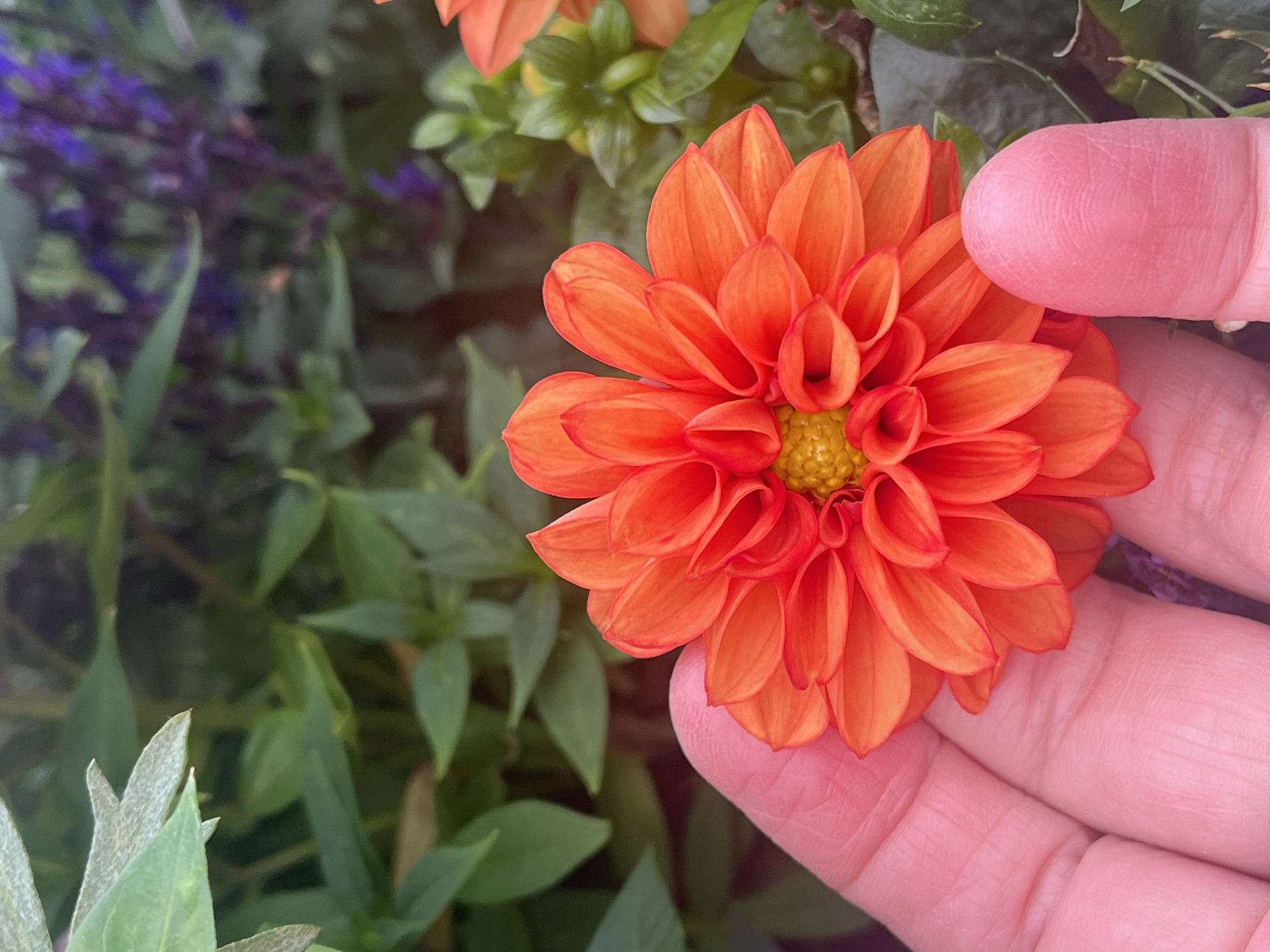 An extreme close-up shot captures a vibrant orange dahlia flower being gently held by a hand in the foreground. The dahlia's petals are tightly clustered and form a circular bloom with a yellow center. The hand, with its visible fingerprints and pinkish hue, is positioned to the left and bottom of the flower. In the background, blurred green foliage and touches of purple flowers create a soft, natural backdrop. The lighting suggests an outdoor setting, likely a garden or park. The image is a high-angle, medium shot, focusing on the textural details of both the flower and the hand. There are no discernible landmarks or environmental cues to pinpoint a specific city or location.