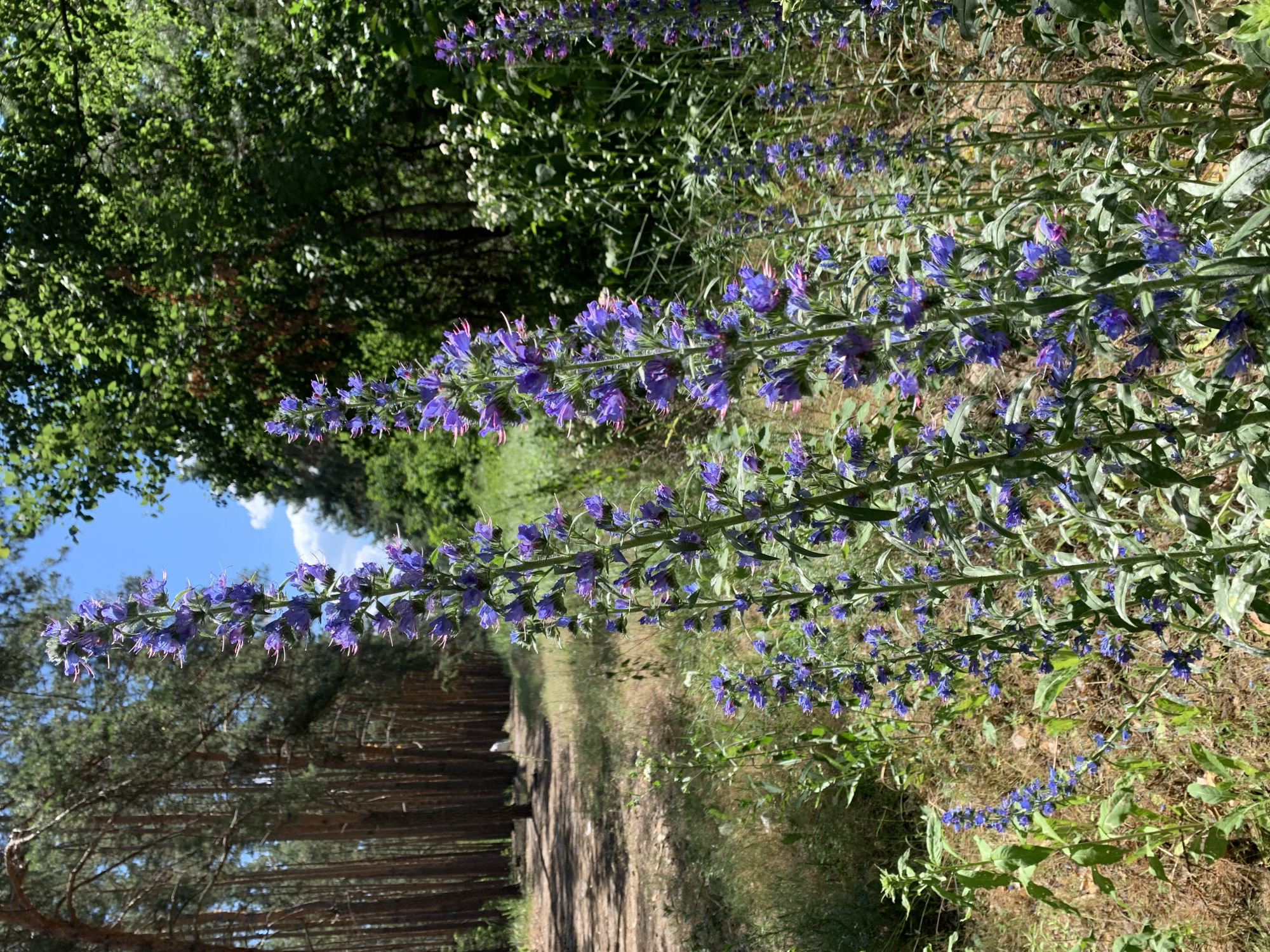 The image depicts a cluster of tall, purple wildflowers blooming along a dirt path in a wooded area. The path appears to be a trail winding through a pine forest, with tall, slender pine trees lining the left side of the path. The ground is covered in dry grass and sparse vegetation. In the background, dense green foliage forms a backdrop, suggesting a forest or park setting. The sky above is blue with scattered white clouds. The overall scene is one of natural beauty and tranquility, indicative of a warm, sunny day in a rural or semi-rural environment. The specific location is the city of Hostomel, Ukraine. There are no people visible in the image.