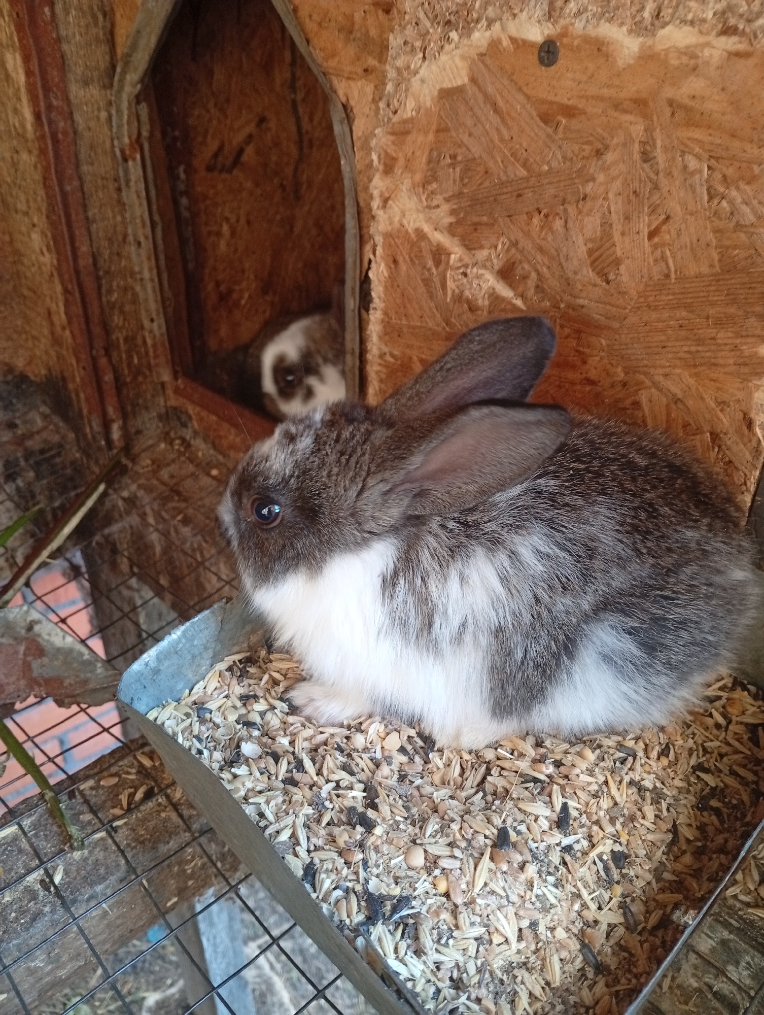 This image shows two rabbits in a wooden enclosure. The rabbit in the foreground, partially obscured by a metal food dish filled with grains, has grey and white fur and is looking to its left. In the background, through a small opening in the enclosure, a second rabbit with brown and white markings is visible. The enclosure appears to be made of plywood and weathered wood. There is wire mesh flooring and a few plant stems visible in the lower left corner. The image does not provide any information about the location in the city of Mykolaiv, Ukraine.