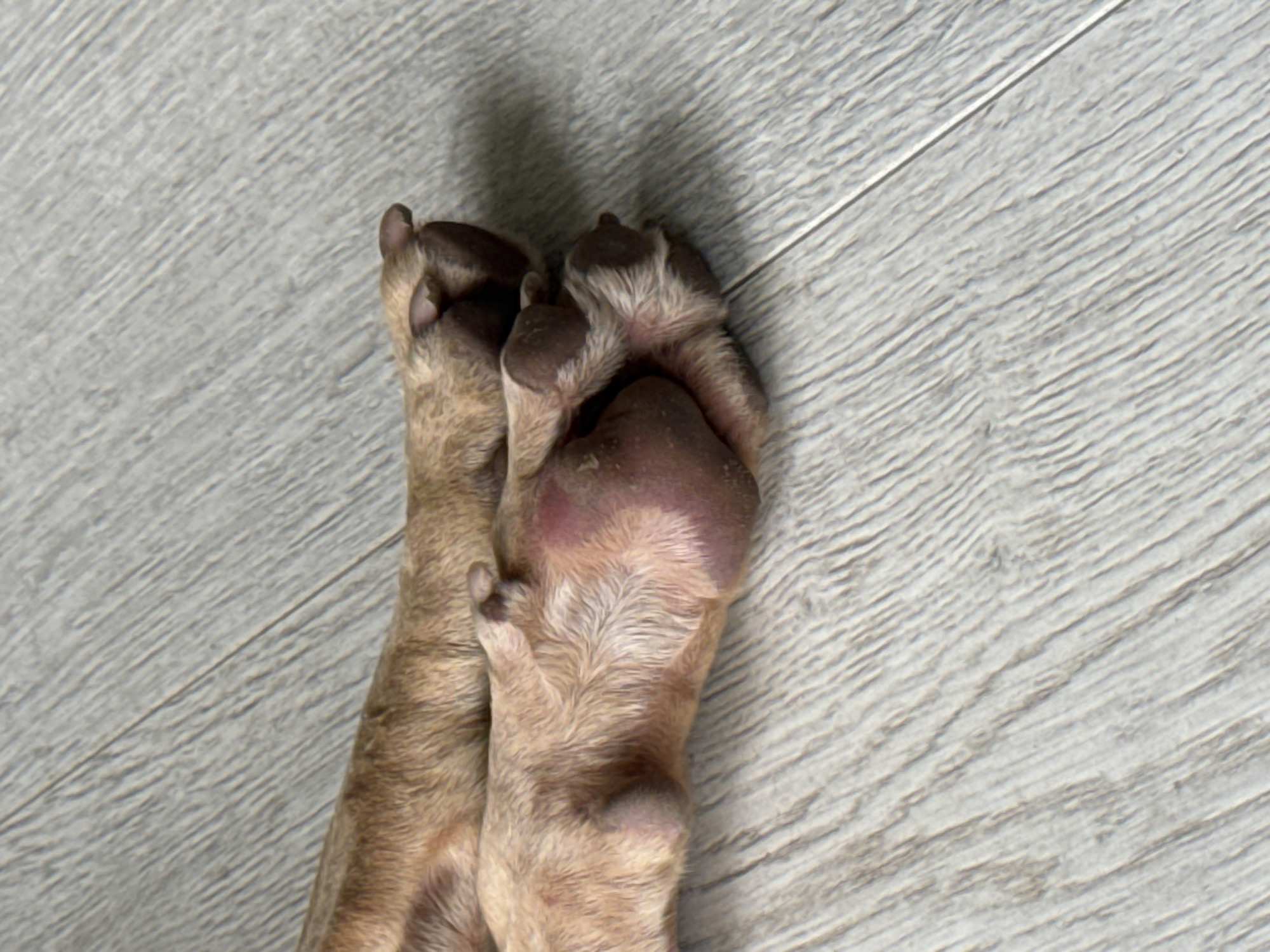 The image shows a close-up view of two dog paws resting on a light-colored, textured surface that appears to be flooring. The paws are light brown with darker markings and visible fur. The surface has a wood-grain pattern, suggesting an indoor setting. The lighting is somewhat diffused, casting a soft shadow to the left of the paws. There are no people or other objects visible in the frame. The image is a still shot, with no activity clearly depicted beyond the resting paws. The overall impression is one of stillness and quiet.