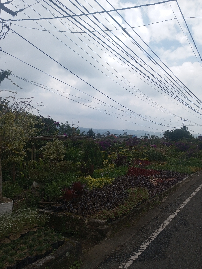 An outdoor scene in Kalchini, India, depicts a lush, cultivated garden or plant nursery on the left, bordering a paved asphalt road on the right. The sky is overcast with a mix of grey clouds and patches of brighter white. Numerous black utility wires crisscross the upper portion of the frame, extending from an unseen pole on the left towards the distant horizon.
The garden features a dense assortment of plants with varied foliage colors, including dark green, light green, yellow-green, and reddish-purple. Some plants exhibit purple and magenta flowers. A large white planter pot is visible in the lower-left foreground, along with several smaller potted plants on the ground. A rustic wooden trellis or support structure is partially visible amidst the dense vegetation in the mid-left.
The road features a solid white line marking the edge and a broken white centerline. In the distant background, rolling hills or elevated terrain are visible, densely covered with trees and faint outlines of residential structures, possibly with red roofs. A communications tower is discernable in the far left-center background. No individuals or specific actions are observed.