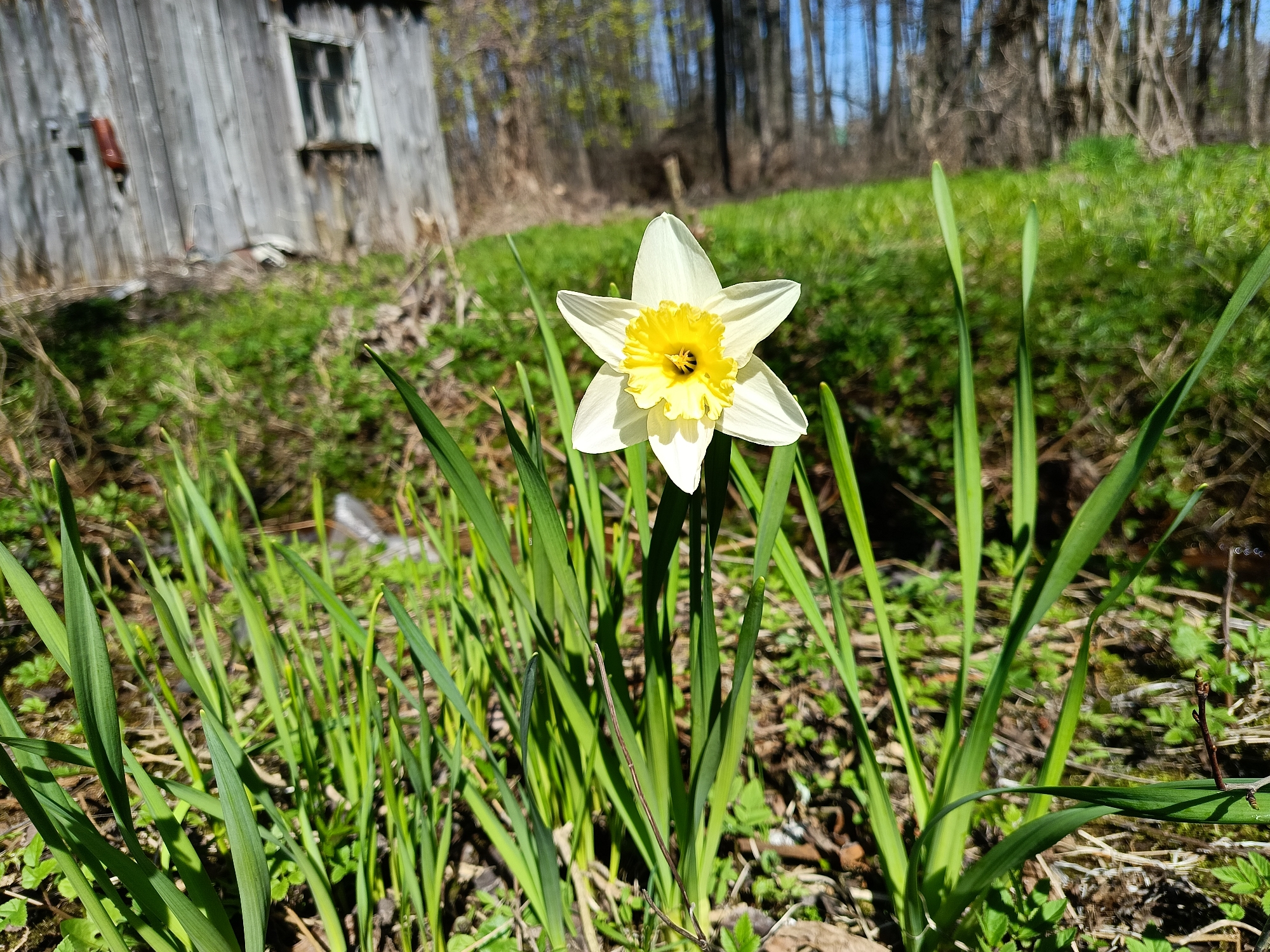 The image shows a white and yellow daffodil flower in the foreground, surrounded by green leaves. The flower is in focus, while the background is blurred. In the background, there is a gray wooden building with a window, a green grassy area, and trees. The location is possibly in a rural or semi-rural area near Chaikovsky, Russia.