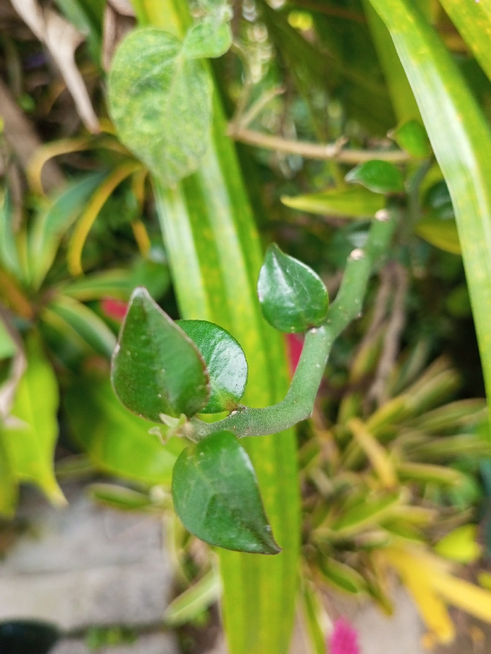 A close-up captures a segmented green stem with teardrop-shaped leaves emerging in pairs from each joint. The leaves are a glossy green with slight variations in tone. In the background, vibrant foliage blurs, hinting at a diverse garden. Long, yellow-striped leaves contribute to the botanical complexity. Focus is sharpest on the central stem and leaves, blurring the surroundings.