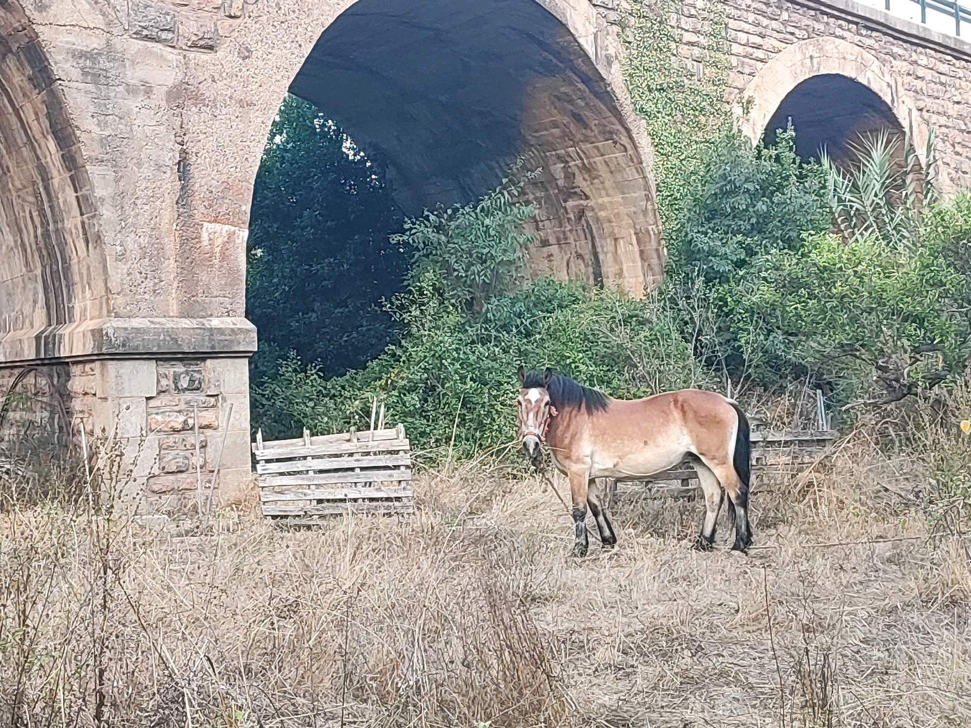 In the city of Suera, Spain, a brown horse stands in dry, tall grass with a rope around its neck, facing the camera. Behind the horse, an old stone bridge with arches spans over lush green vegetation and trees. To the left of the horse, a wooden structure, possibly a pallet, rests on the ground. The bridge's stone construction appears weathered, with some areas covered in ivy. The overall environment suggests a rural or semi-rural setting.