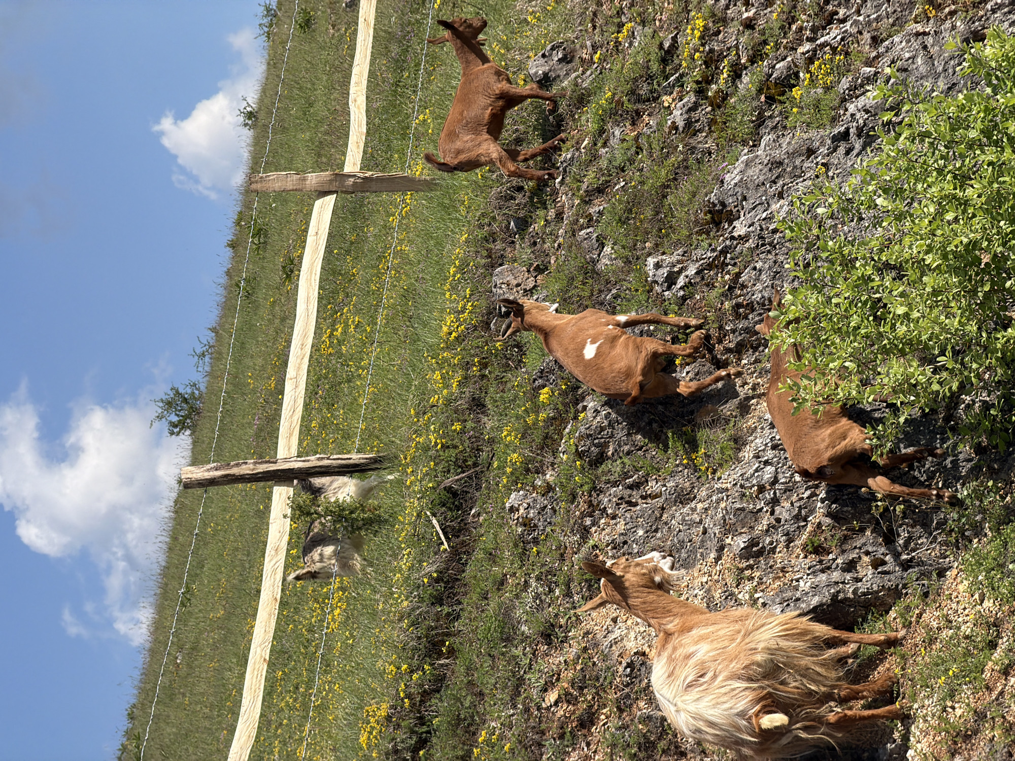 The image shows a hillside in Otilovići, Montenegro, with a wooden fence running along the left side of the frame under a blue sky with white clouds. Five goats are scattered on the rocky and grassy terrain. One goat is jumping, while the others are lying down or standing. Yellow wildflowers are sparsely distributed throughout the landscape, and a green bush is visible in the upper right corner.