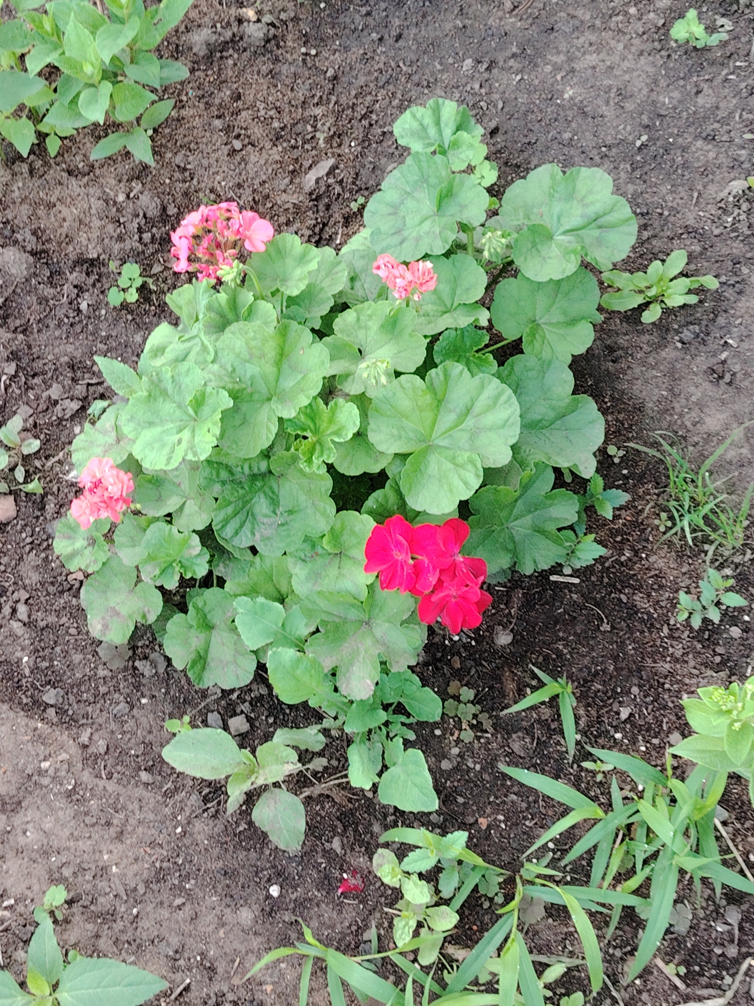 An overhead view of a small cluster of blooming geraniums, with vibrant red and pink flowers, nestled amongst lush green leaves. The plants are growing in dark, earthy soil, with patches of grass and other small green weeds scattered around. The scene is likely in a garden or park within Astana, Kazakhstan, suggesting an outdoor setting with natural vegetation. There are no people or animals visible in the image. The lighting indicates it could be daytime, with no specific weather conditions apparent.