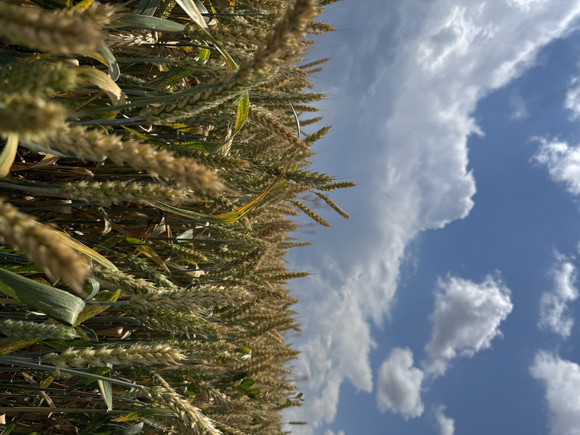 The image shows a close-up view of a wheat field with ripe golden stalks in the foreground and midground. The stalks are dense and stretch upwards, with some appearing more green and less mature than others. In the background, a bright blue sky is visible with scattered white clouds, suggesting a sunny day. The orientation of the image is vertical, with the field occupying the left side and the sky the right. The lighting indicates it is daytime, likely late morning or afternoon, given the brightness and clear sky. No people or specific structures are visible, placing the scene in a rural or agricultural setting. The overall mood is serene and natural, evoking a sense of rural abundance and clear weather. The location is Verkhnedubovskii, Russia.