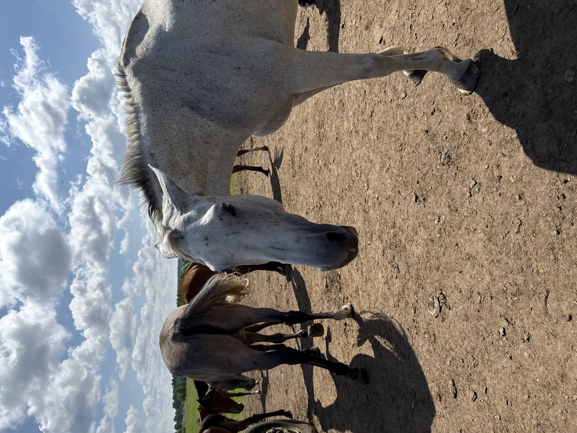 In Galinė, Lithuania, on a sunny day with scattered clouds, a group of horses stand in a dry, dusty, outdoor enclosure. The focal point is a white horse with dark speckles, positioned in the foreground and facing the camera. Its head is lowered, and its face is partially obscured by its forelock. Behind it, the hindquarters of a grey horse are visible, facing away from the camera. Further back, other horses, varying in color from brown to grey, are also present. The ground is a packed dirt surface with scattered debris. The background shows a line of trees and a green field under a bright blue sky with white, puffy clouds. The overall impression is of a peaceful rural scene.
