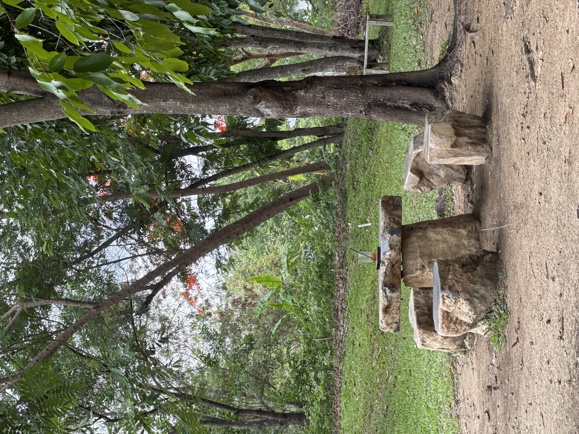 The image depicts an outdoor scene in Ban Huai Sai, Thailand. A dirt path runs along the right side of the frame. Beside the path is a stone picnic table with benches. The table consists of a stone slab supported by stone blocks. Trees line the left side of the frame, and one tree runs perpendicular to the dirt path. The trees have green leaves and red flowers. Beyond the trees, there is a view of green vegetation. A stick-like object is visible in the grass. The image is taken during daylight hours.