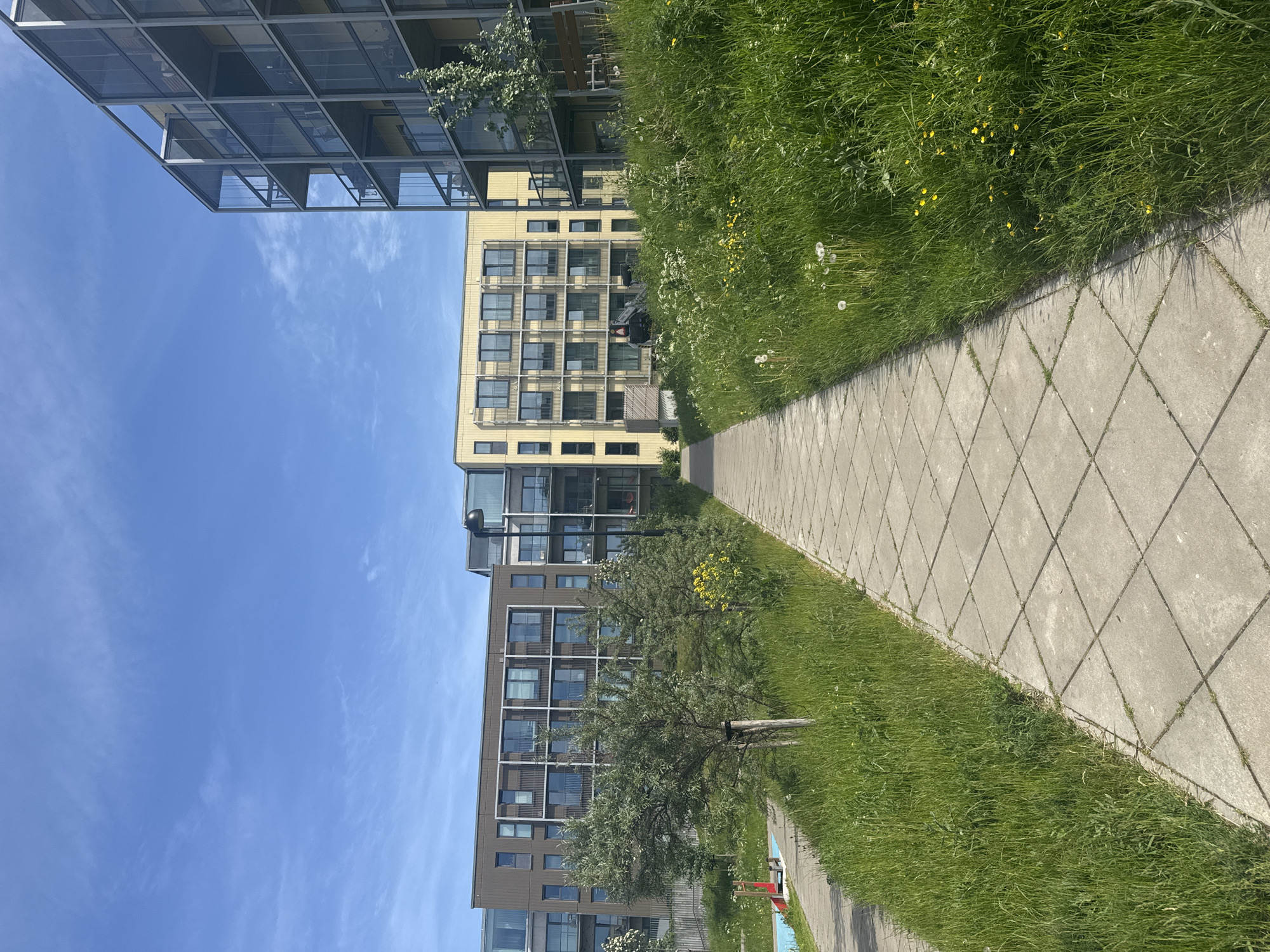 A sidewalk made of diamond-shaped concrete pavers leads through a grassy area towards modern apartment buildings under a clear blue sky. The buildings are multi-story structures with balconies and large windows, featuring a mix of brown and yellow facades. The grass is tall and overgrown in places, with scattered yellow wildflowers and dandelions. There are a few trees and bushes along the path. In the distance, to the left, a small red and blue playground structure is visible. A lamppost stands near the rightmost building. The overall scene suggests a residential area in an urban environment. The image appears to have been taken in Tallinn, Estonia, given the architectural style and landscaping common in the city.