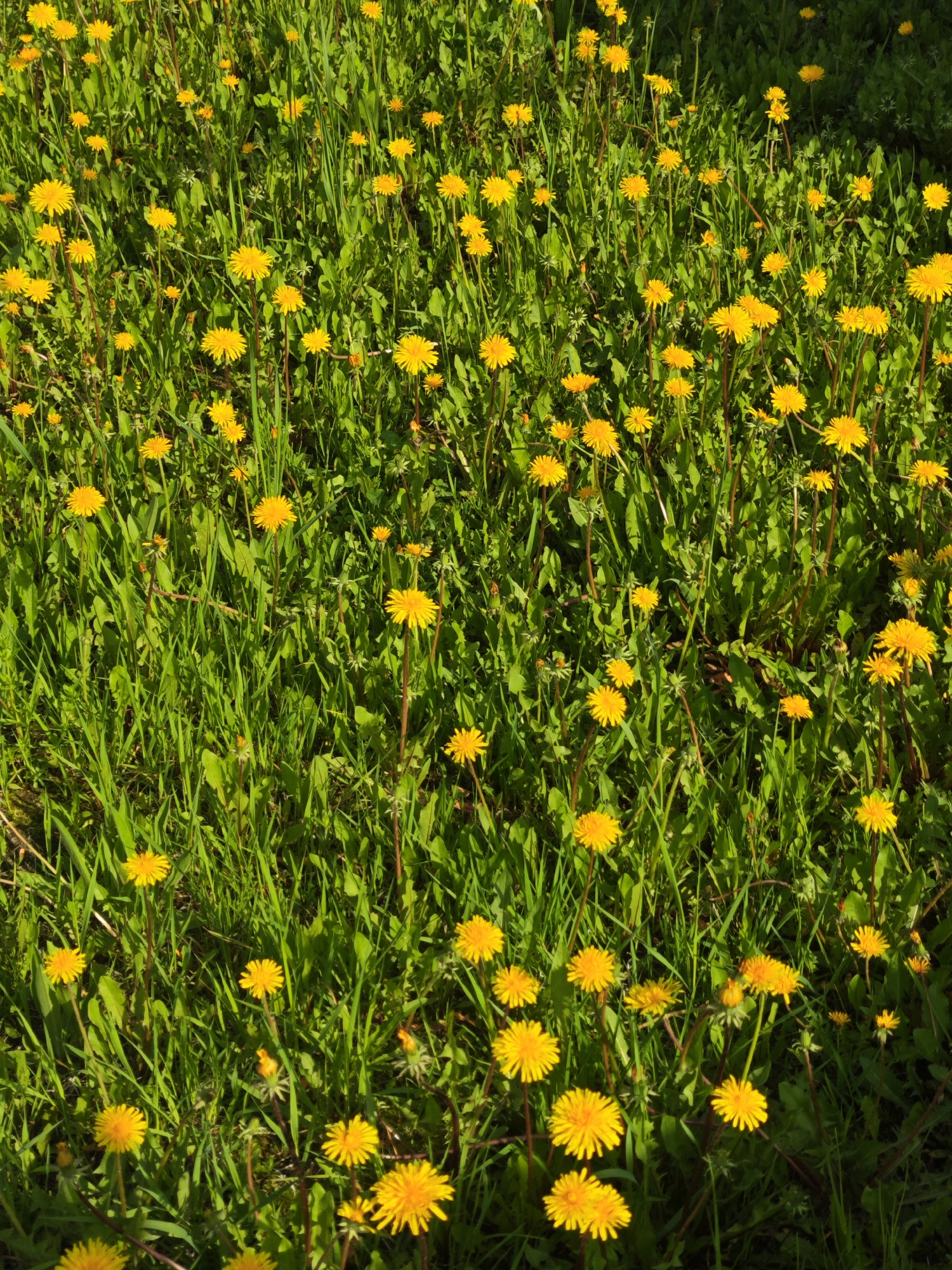 The image captures a vibrant, sunlit natural scene, completely filled with a dense carpet of green grass and numerous bright yellow dandelions. Hundreds of dandelions are in full bloom, their round, intensely yellow heads standing out prominently against the lush green backdrop.
The dandelions are scattered throughout the frame, appearing to be growing wild in a field or an untended lawn. Their characteristic deeply lobed leaves are visible among the grass, and many flowers stand on long, slender green or reddish-brown stems. The green foliage exhibits various shades, from bright, sunlit emerald to deeper, shadowed tones, contributing to the rich texture of the ground cover.
Strong, direct sunlight illuminates the scene, creating distinct shadows among the blades of grass and beneath the flowers. This lighting suggests a clear, sunny day, possibly morning or late afternoon, as evidenced by the angle and definition of the shadows. The overall impression is one of natural abundance and springtime cheerfulness. No specific activity is taking place; the image is a static portrayal of a blooming landscape. There is no visible text.