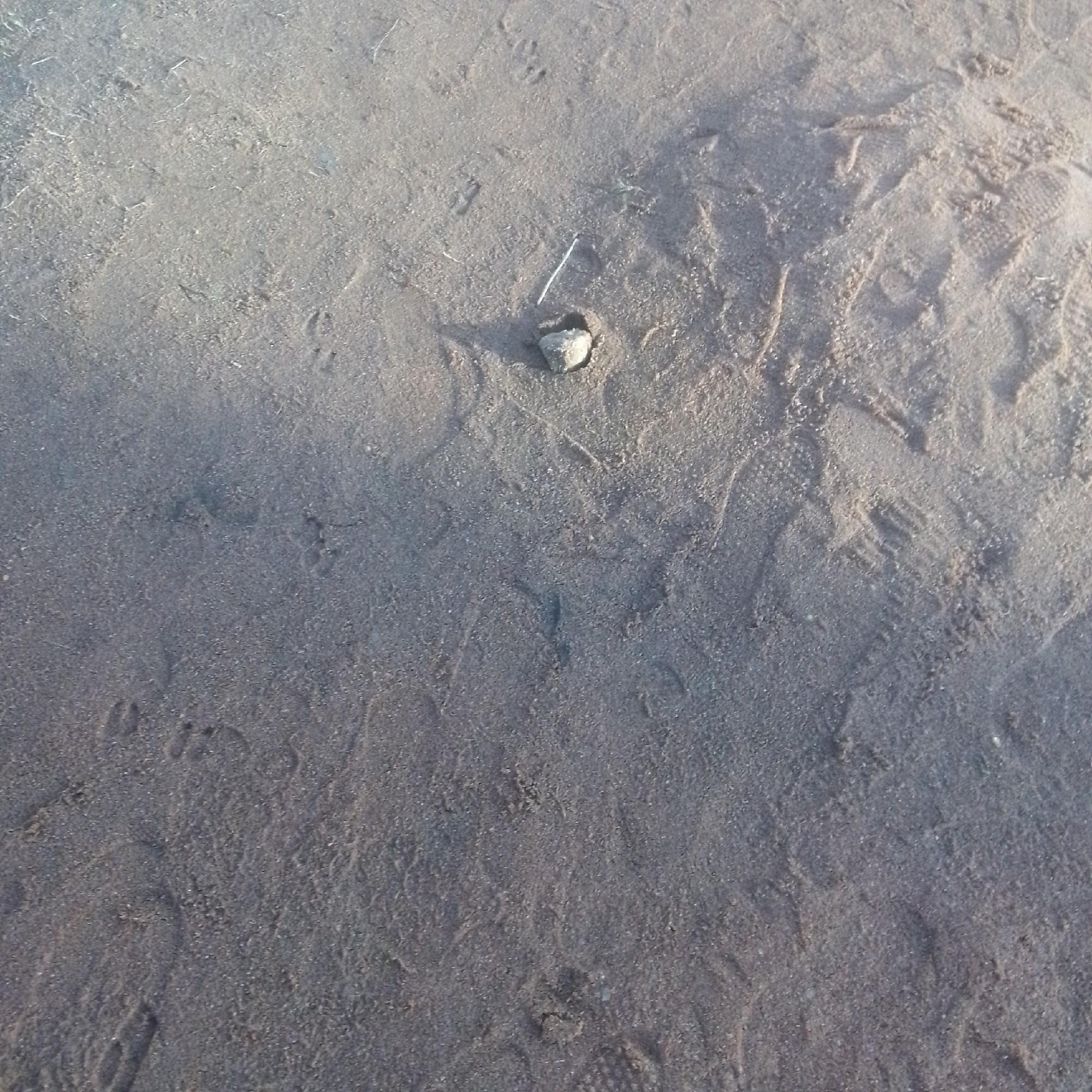 The image displays a close-up view of sandy ground, likely a beach or path, with numerous footprints imprinted in the sand. A small, rough-surfaced stone is visible in the center of the frame, accompanied by a thin, white twig or blade of grass lying beside it. The lighting suggests it may be daytime, possibly morning or late afternoon due to the soft shadows cast by the stone and the overall illumination. The texture of the sand is granular, with varying degrees of compression indicating recent foot traffic. The presence of many footprints suggests this is a well-traveled area. There is no visible text in the image. The setting appears to be an outdoor, natural environment.