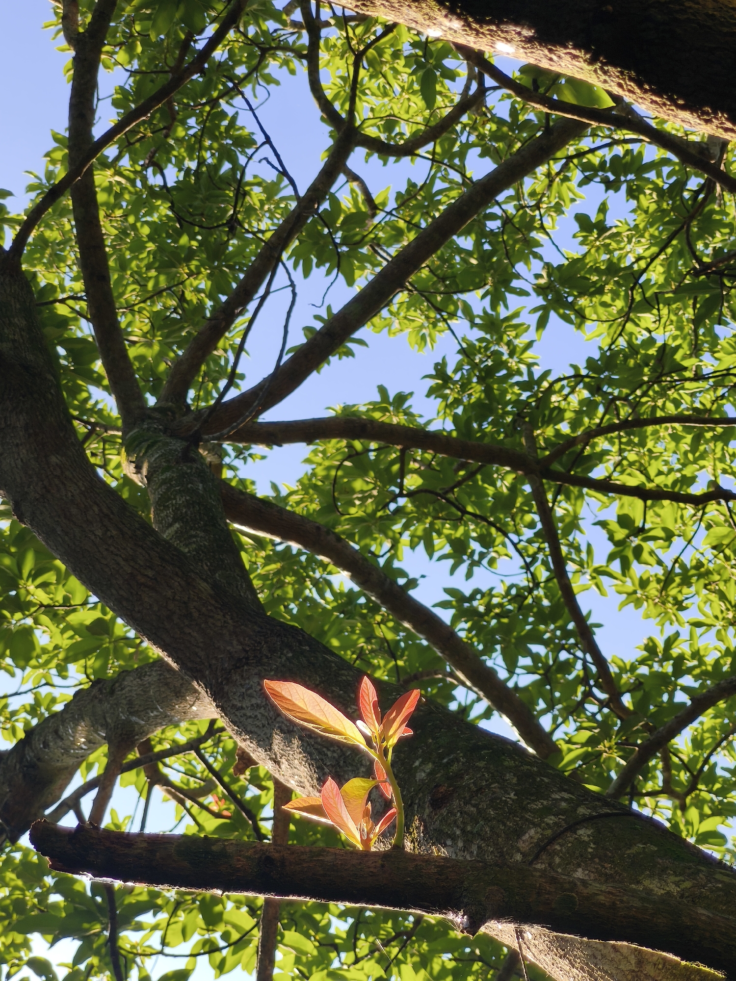 The image is a low-angle shot of a tree with green leaves against a blue sky. The tree has a thick trunk that branches out into several limbs, creating a canopy of foliage overhead. The leaves appear dense, filtering the sunlight. Emerging from a branch, there are a set of new leaves that are red in color. The location is Unknown, Unknown.