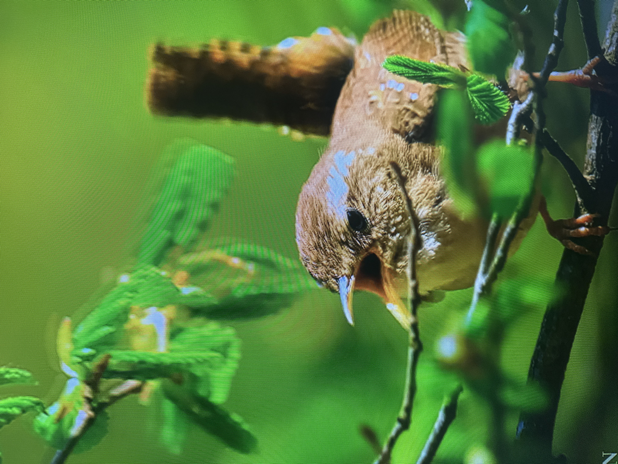 The image is a close-up photograph of a small, brown bird perched on a branch among green leaves. The bird has its mouth open, as if singing or calling. Its tail is held upright. The background is a soft, green blur, suggesting a natural environment. There is no indication of the city of Kyiv, Ukraine, or any urban setting. The image is likely taken in a park or forest.