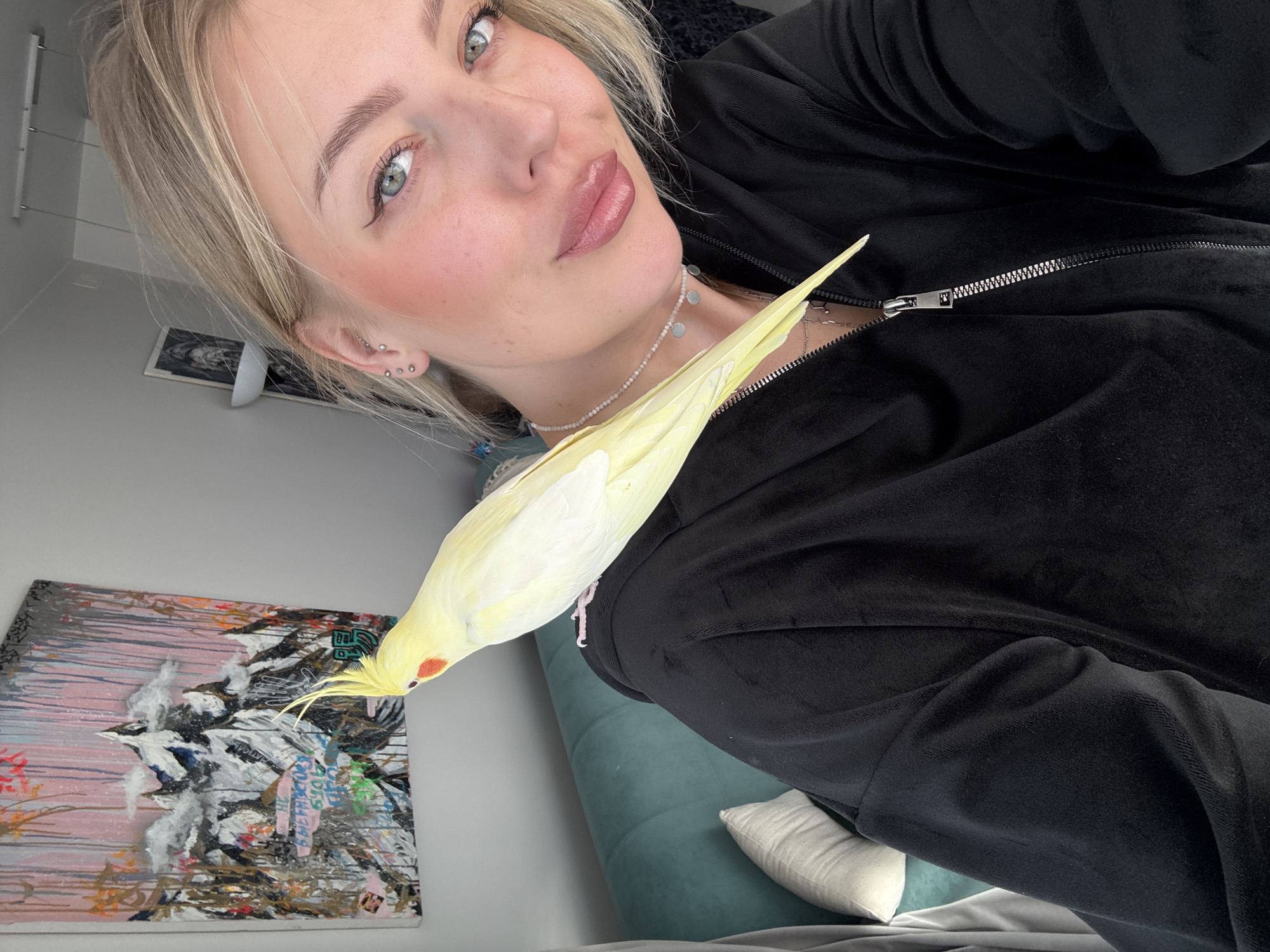 A young woman is depicted in a close-up, vertically oriented indoor photograph, with a light yellow cockatiel perched comfortably on her shoulder and chest. The woman, with blonde hair and light eyes, looks directly at the viewer with a soft, slightly smiling expression. She wears visible makeup, including eyeliner, blush, and glossy, natural-toned lip color. Several small silver stud earrings are visible in her ear.
She is dressed in a black, soft-textured zippered top, possibly a hooded sweatshirt or jacket, and a delicate beaded necklace with small, light-colored charms adorns her neck. The cockatiel, with its characteristic orange cheek patches and slightly raised crest, appears tame and relaxed as it rests on her.
The background indicates a domestic setting, likely a living room or bedroom in Krasnoyarsk, Russia. To the left, a framed piece of artwork hangs on a light grey wall. The painting features abstract or mixed-media elements with a palette of pink, black, white, and hints of other colors, and appears to incorporate collage textures, including some small, unreadable text fragments. A section of a plush teal or green sofa is visible towards the bottom right of the frame, along with a white pillow and a grey blanket or sheet, suggesting a comfortable and lived-in environment. The lighting is bright, indicating it is daytime. The image captures a serene moment between the woman and her pet bird.
