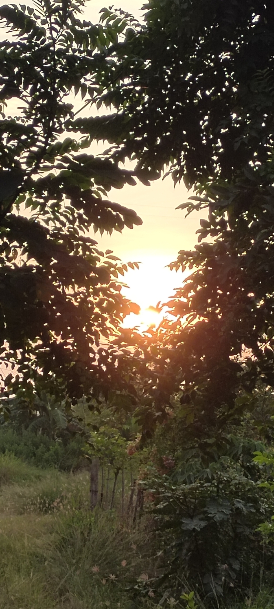 The image captures a sunset viewed through the foliage of trees. The sun appears as a bright, glowing orb peeking through the gaps in the leaves, casting a warm, orange light. The leaves are silhouetted against the sky, creating a dappled effect. In the foreground and background, there is lush greenery, including tall grass, bushes, and other trees. The scene suggests an outdoor setting, likely a rural or park-like area, given the dense vegetation. There are no people or animals visible in the image. The overall mood is peaceful and serene, characteristic of a sunset. The location is not identifiable from the image itself, and therefore, cannot be specified as Lhokseumawe, Indonesia, or any other specific city.
