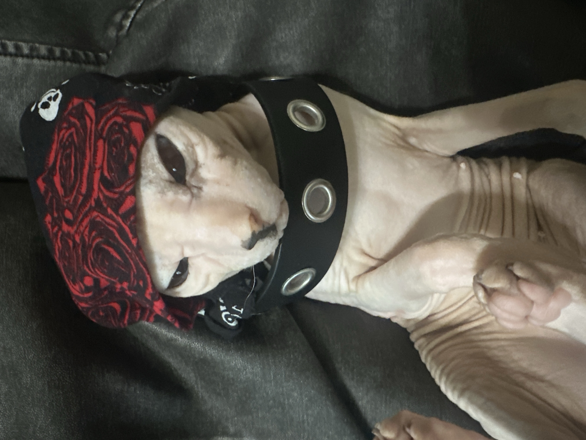 A Sphynx cat, adorned with a black bandana featuring red roses and a skull print, and a black spiked collar, is lying on a dark, textured surface that appears to be faux leather. The cat's light pink skin is visible, characterized by its characteristic wrinkles. Its large, dark eyes are looking towards the viewer. The image is taken from a slightly elevated angle, focusing on the cat's head and upper body. There is no indication of the city of Togliatti, Russia, or any specific urban environment.