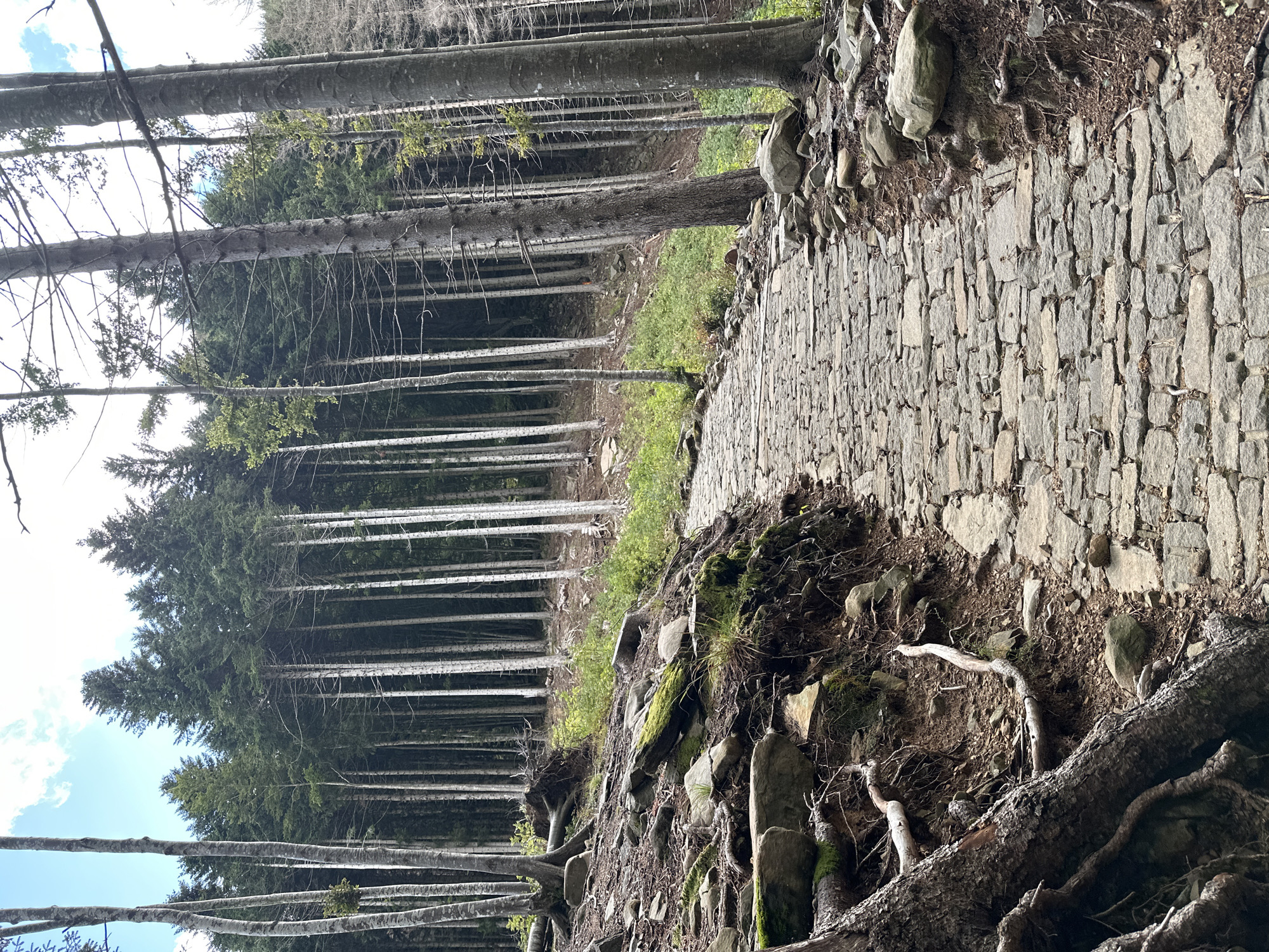 A cobblestone path winds uphill through a dense forest of tall, slender evergreen trees. The path is made of irregular, flat grey stones, bordered by moss-covered rocks and exposed tree roots on the left. The forest floor is covered in dark soil, small stones, and patches of green undergrowth. The trees are tightly packed, with straight, unbranched trunks reaching high into the sky, creating a sense of depth and enclosure. The sky, visible through gaps in the canopy, is a light blue with scattered white clouds. The image appears to be taken from a low angle, looking up the path and into the forest. There are no people or animals visible in the scene. The setting suggests a natural, mountainous environment, possibly a hiking trail in a park or wilderness area.