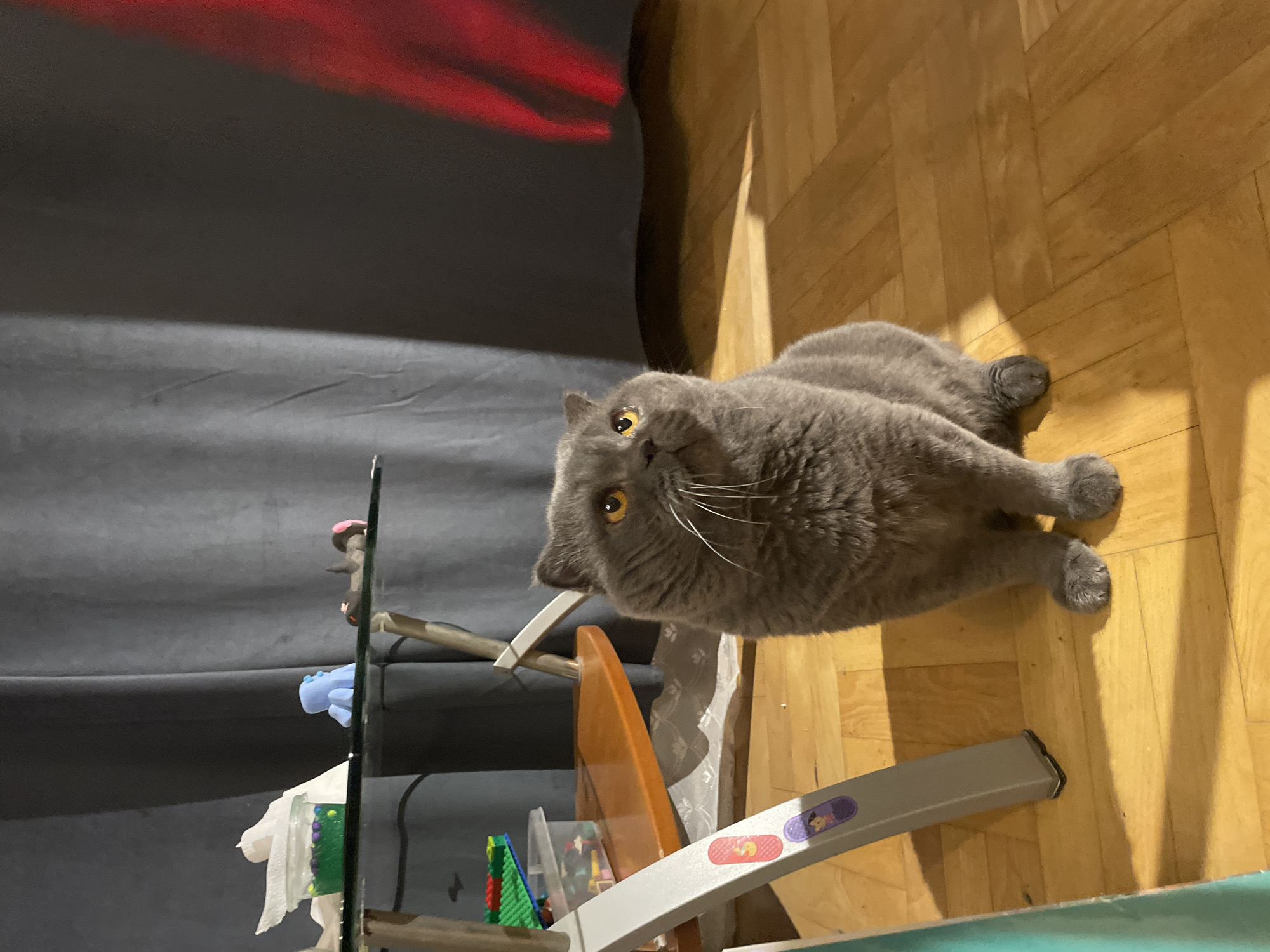 A grey, fluffy cat with orange eyes sits on a wooden floor in front of a dark grey curtain. The cat is looking upwards, slightly to the left. To the cat's left is a small, clear glass table with some items on it, including a clear plastic container filled with small colorful objects, a white crumpled tissue, and a small blue figurine. A metal chair leg with stickers is to the left of the cat and the table. A shadow of red light is visible on the curtain in the upper right corner. The scene is indoors.