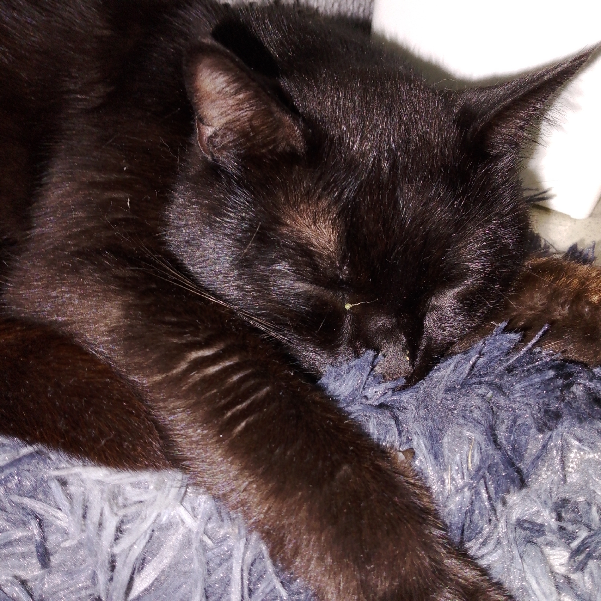 A black cat is sleeping soundly on a soft, dark blue blanket. The cat's fur is glossy and appears to be in good condition. Its eyes are closed, and its body is relaxed. The blanket is textured with long fibers, some of which have a subtle sheen. The background is out of focus, but appears to be a light-colored surface. There are no people visible in the image. The scene is peaceful and depicts a domestic animal at rest. The location in Prokopyevsk, Russia cannot be determined from the image.
