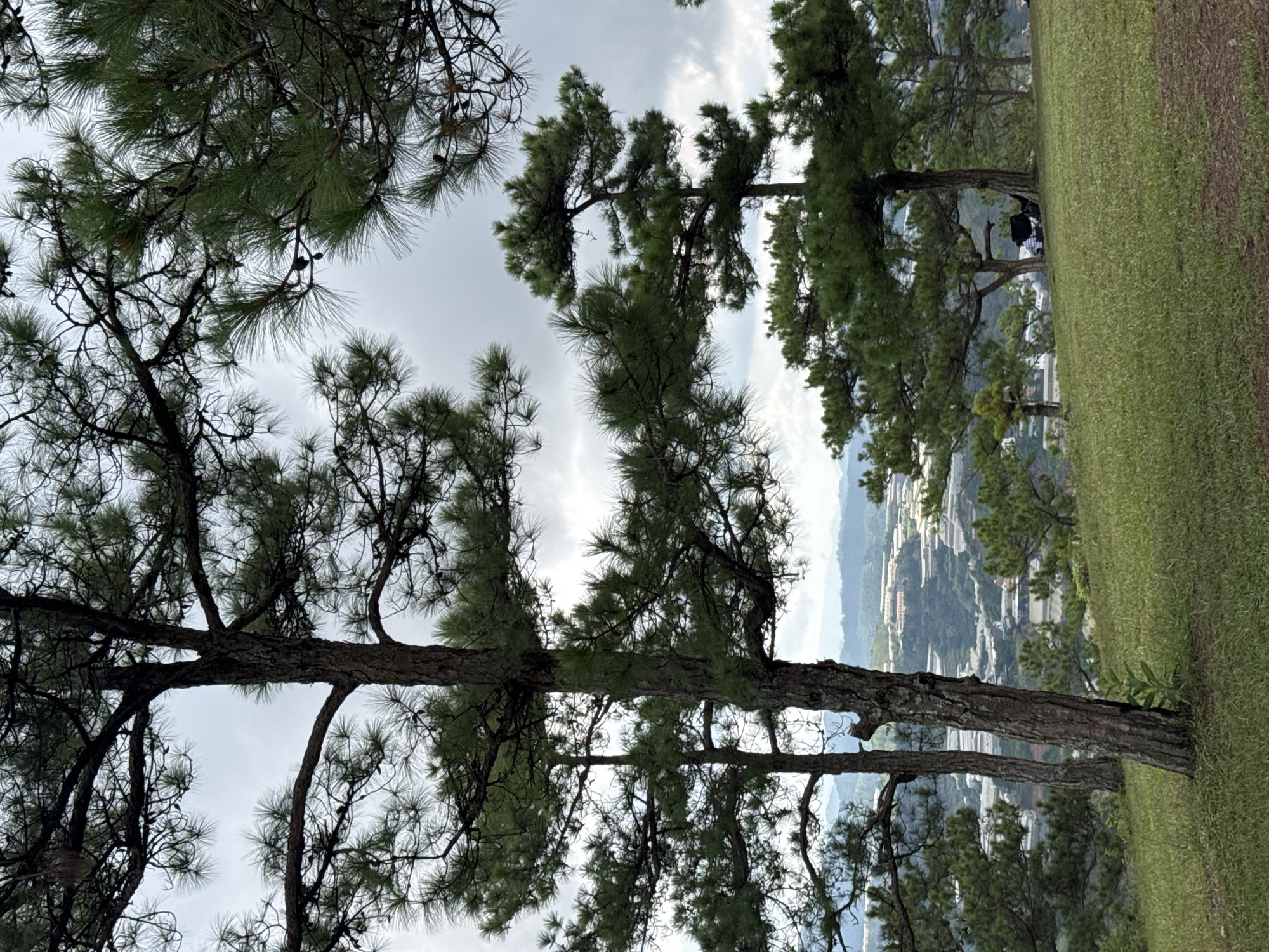 The image depicts a view from a grassy hillside in Lạc Dương, Vietnam, looking downwards towards a cityscape. The foreground is dominated by pine trees, whose branches extend across the frame. The trees' trunks are visible, and their needles are dense, creating a canopy effect. Beyond the trees, the city unfolds with buildings clustered together, and the distant hills fade into a hazy blue. The sky is overcast, with patches of light breaking through the clouds. A couple of people are sitting near the trees.