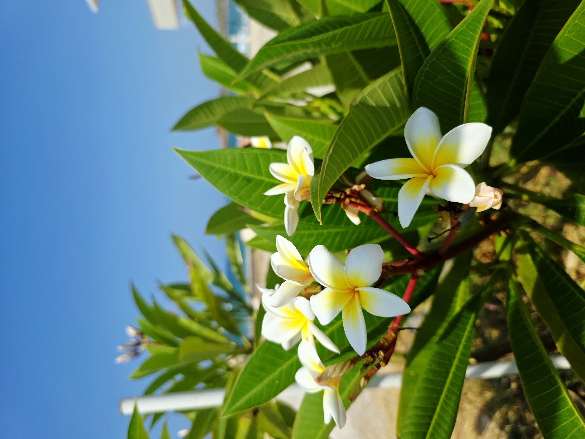 A close-up, eye-level, vertical shot captures a cluster of white and yellow plumeria flowers with vibrant green leaves against a bright blue sky. In the background, out of focus, are hints of a beach resort with a white structure and the sea. The plumeria blooms are the primary subject, with their petals spread open, revealing yellow centers. The leaves are broad and possess prominent veins. A white pole, likely part of a fence or railing, is visible to the left of the flowers. The image appears to be taken outdoors in a sunny location, possibly Daratsos, Greece, given the context provided. There are no people or animals present.