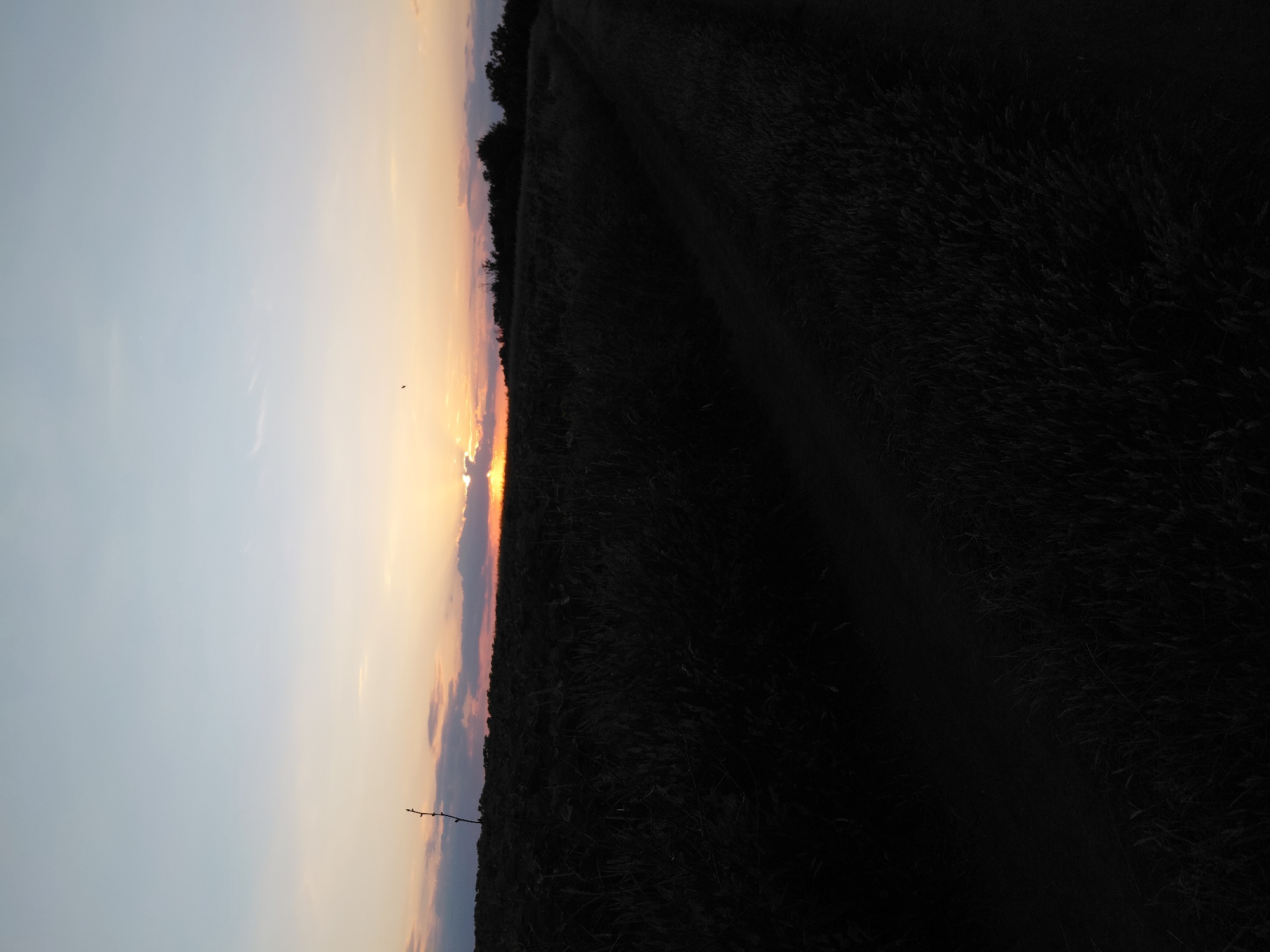 The image depicts a wide, low-angle landscape view of a rural setting at dusk. The sky is a gradient of pale blue at the top, transitioning to soft orange and yellow hues near the horizon, indicating the setting sun. Several wispy clouds are scattered across the sky, with some darker, more defined clouds partially obscuring the sun. The sun itself is a bright orb peeking through a gap in the clouds, casting a warm glow.
In the foreground and midground, a dark, silhouetted field of vegetation, likely crops or tall grasses, dominates the scene. A faint dirt path or track winds its way through the field, disappearing into the shadows. A solitary, bare branch or thin tree trunk stands upright in the left midground. The far horizon is lined with a dark silhouette of trees. The overall impression is one of tranquility and natural beauty as day transitions to night. The image is captured in an outdoor, natural environment with no human presence or urban elements visible.