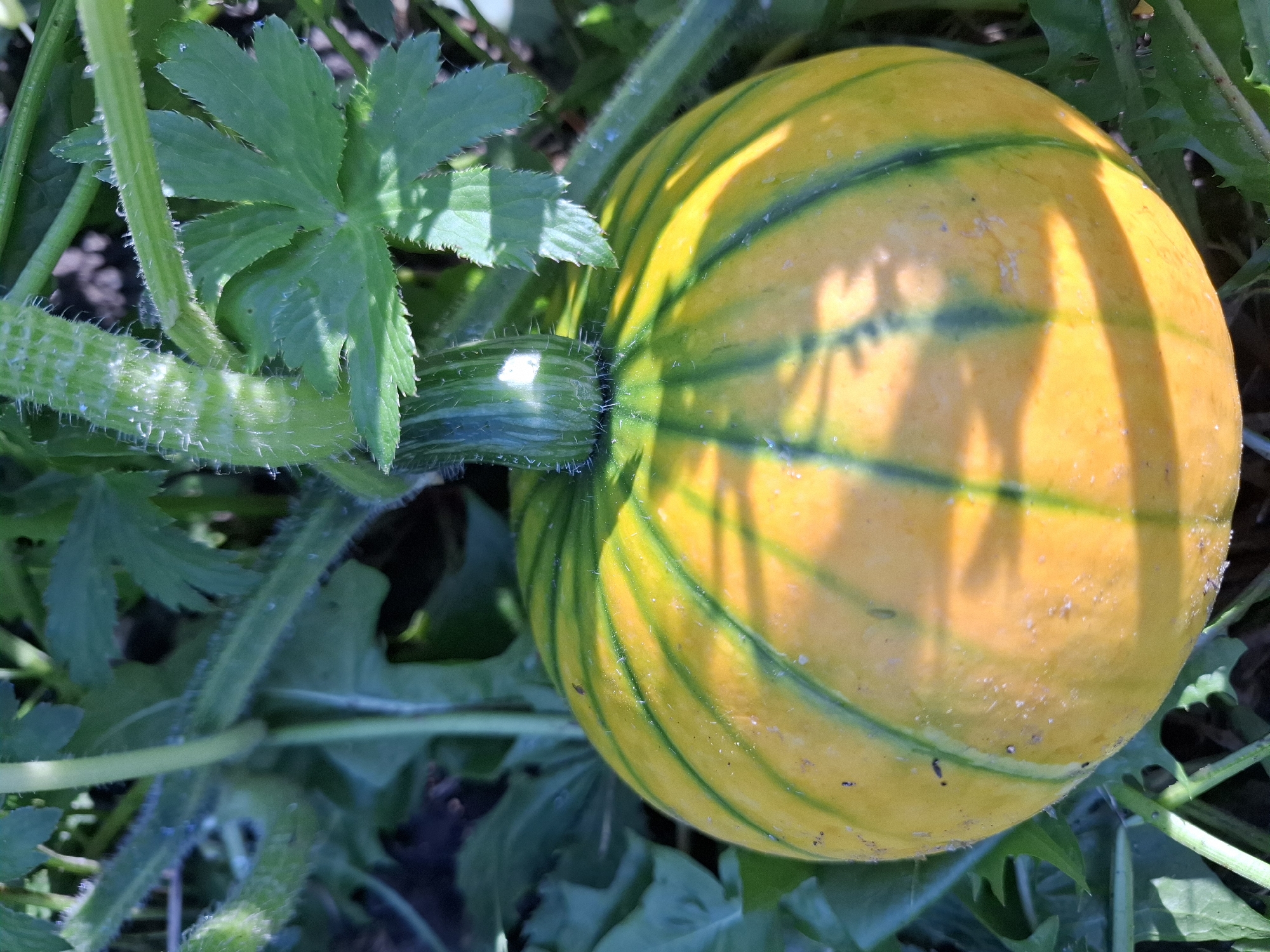 A small, unripe pumpkin with yellow skin and green stripes is pictured on the vine, surrounded by green leaves and stems. The pumpkin is round and smooth, with a stem attached to its top. The background is blurred, but appears to be a garden or farm setting. The lighting suggests it is daytime. The image does not contain any elements that would indicate its location in Tyumen, Russia.