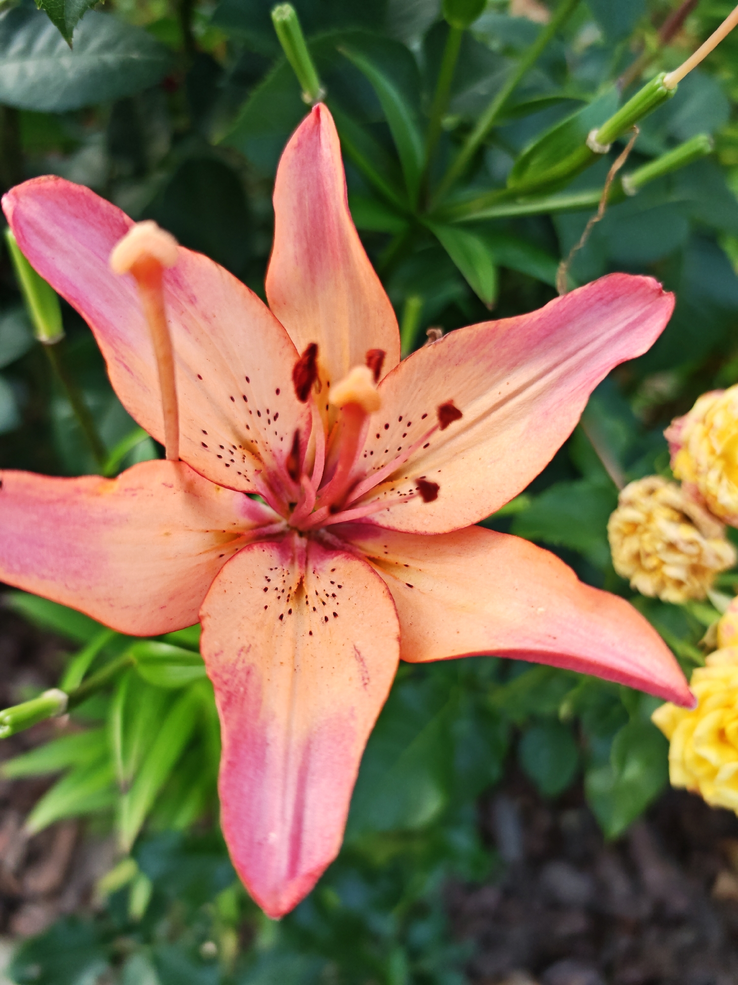 A close-up, top-down view shows an orange and pink lily in bloom, set against a blurred background of green foliage and yellow flowers. The lily's six petals are tinged with pink at the edges and are speckled with dark spots. Its stamen and pistil are visible in the center of the flower. The surrounding greenery and yellow blossoms suggest a garden setting. The image quality is sharp, with good lighting and focus on the central subject. The location is noted as Valozhynski selski Sovet, Belarus, but no specific landmarks or context are visible within the frame to confirm this.