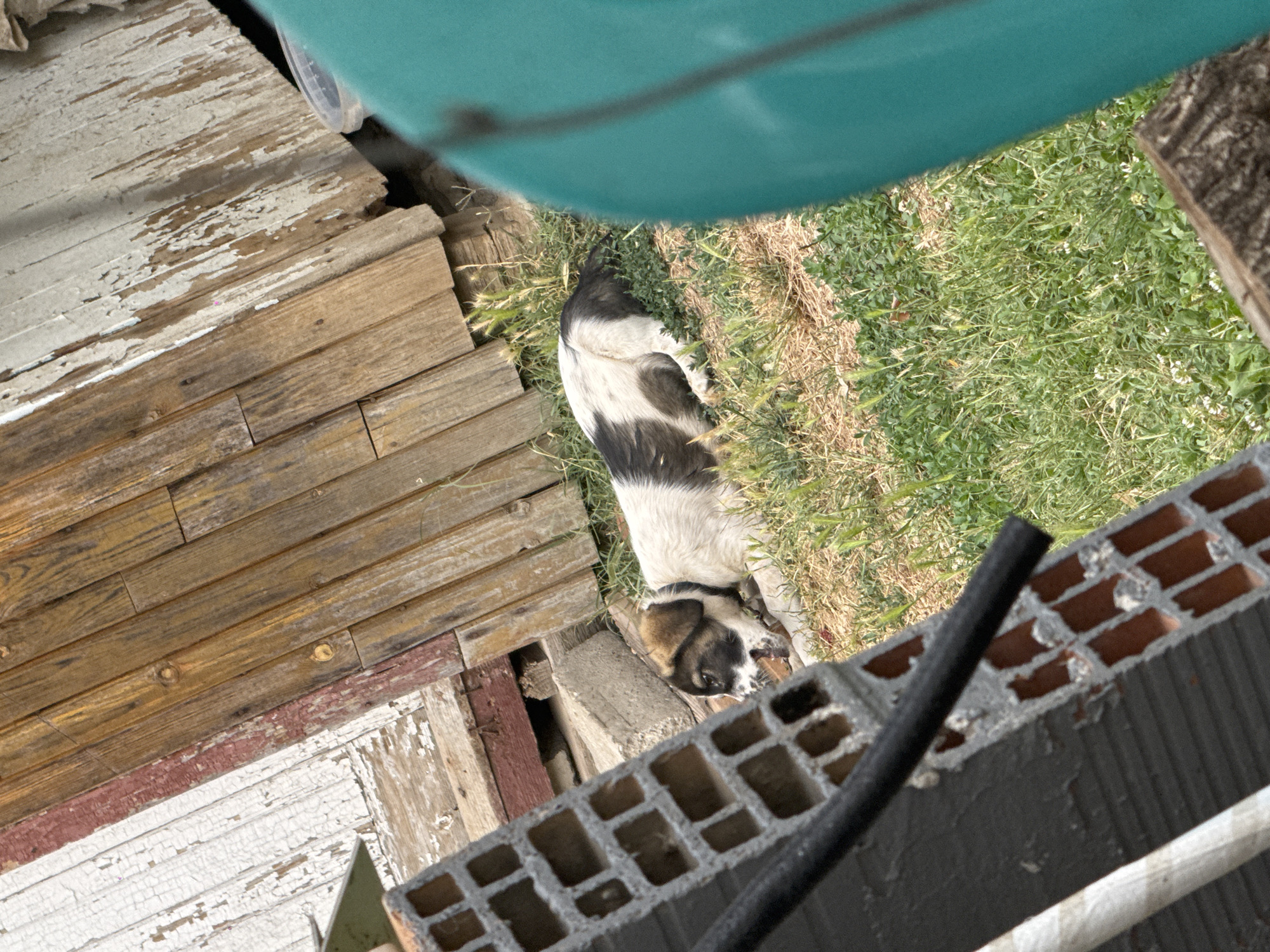 A medium-sized dog, predominantly white with black and brown markings on its head and back, lies on a patch of dry grass and green vegetation, with its head resting on the ground and its mouth slightly open. The dog is wearing a black collar. In the foreground, a partially visible section of a grey cinder block wall with visible holes and a black hose draped across it is present. To the right of the dog, a large, out-of-focus teal object obscures a portion of the background. The background consists of weathered, vertical wooden planks with peeling white and red paint, suggesting an outdoor, possibly rural or dilapidated setting. The scene appears to be in Sredets, Bulgaria.