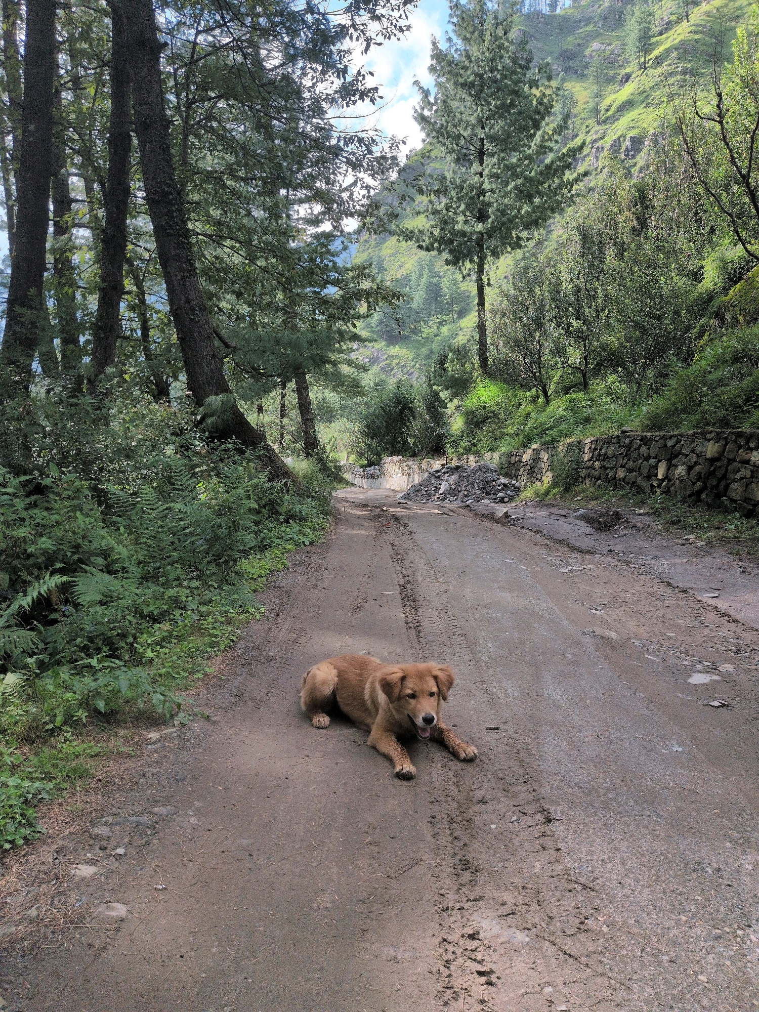 A medium-sized, light brown dog with floppy ears is lying on a dirt road in a forest. The dog is facing the camera with its mouth slightly open, appearing alert. The road is unpaved and appears to be a track or path through a mountainous area. Tire tracks are visible in the dirt. Lush green foliage, including ferns and trees, lines the left side of the road. On the right side, a stone wall runs along the side of the mountain, which is covered in green vegetation. The sky is visible between the trees at the top of the image, with some clouds. The overall scene suggests a remote, natural environment. The location is identified as the city of Dashal, India.
