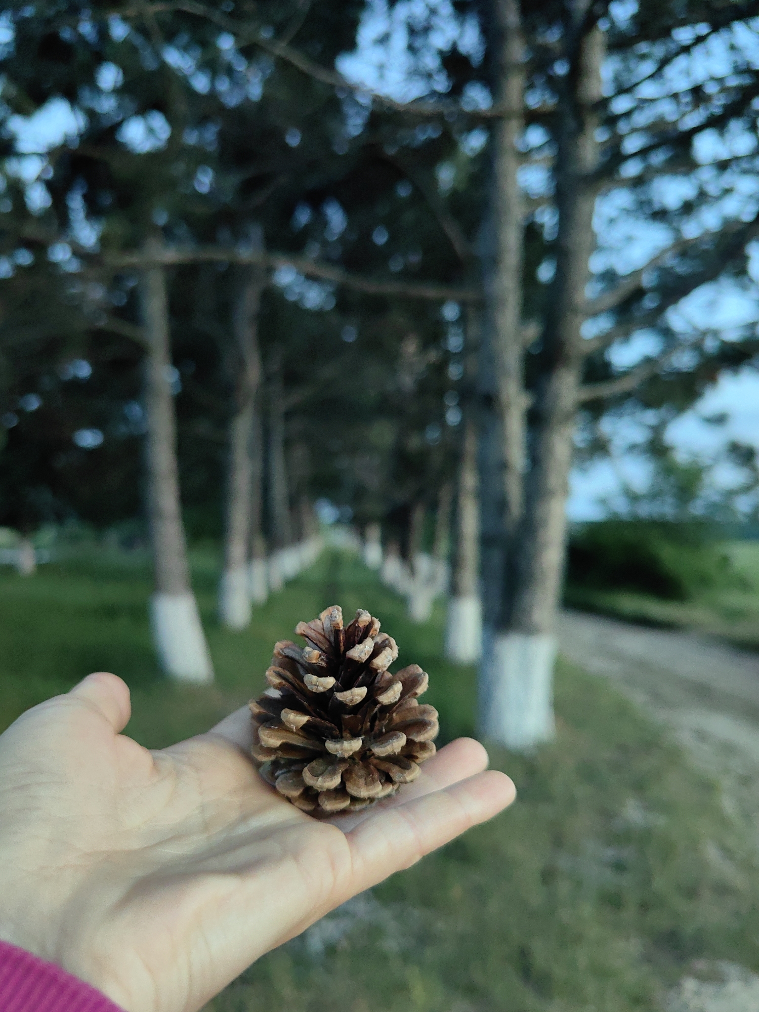 In the foreground, a person's open palm, with visible lines and a hint of a magenta sleeve, cradles a single, brown pine cone. The pine cone is detailed, with its scales spread open. Behind the hand, a row of trees extends into the distance, their trunks painted white at the base, creating a symmetrical perspective. The trees are slender with dark green foliage, suggesting a coniferous species. The ground is covered in green grass, and a dirt path is visible to the right. The background is slightly blurred, with a soft blue sky visible through the branches. The overall setting appears to be an outdoor, natural environment, possibly a park or a tree-lined road within the Зуйское сельское поселение, Ukraine.