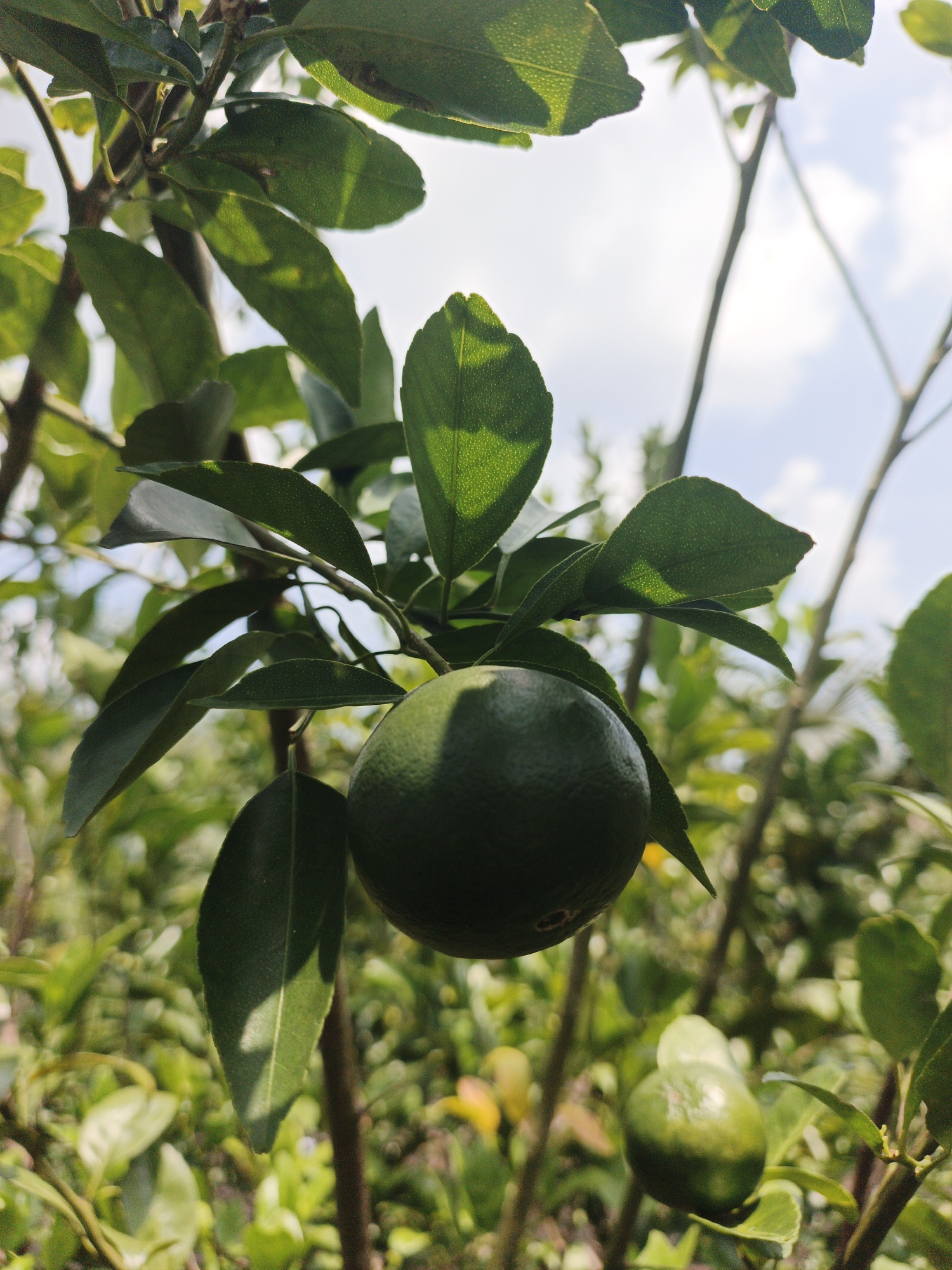 A close-up, low-angle shot captures a green, unripe citrus fruit hanging from a branch amidst lush foliage. The fruit is spherical, with a textured rind, and is partially obscured by its own leaves. The background consists of more green leaves and branches, with a bright, slightly hazy sky peeking through. The lighting suggests an outdoor setting, likely a garden or orchard, under daylight conditions. The image is set in Resam Lapis, Indonesia.