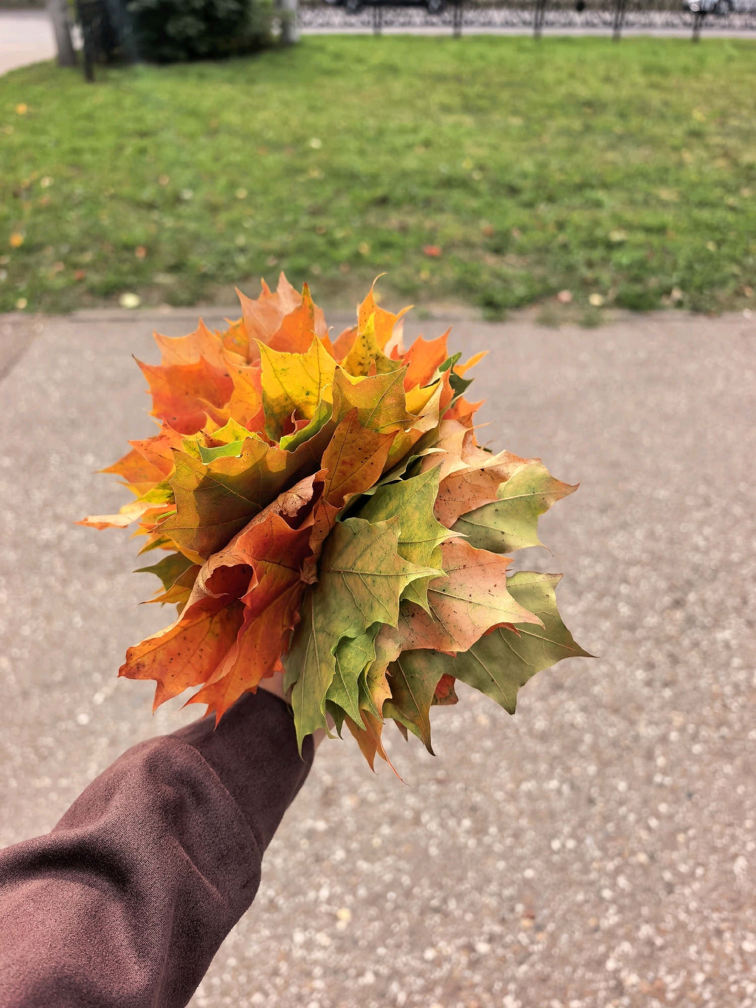 A hand wearing a brown sleeve is holding a bouquet of colorful autumn leaves, predominantly orange and yellow, with some green hues. The leaves are maple leaves. The background consists of a blurred grassy area with some pavement in the foreground. The overall scene suggests an outdoor setting in autumn. The location is not discernible from the image itself.
