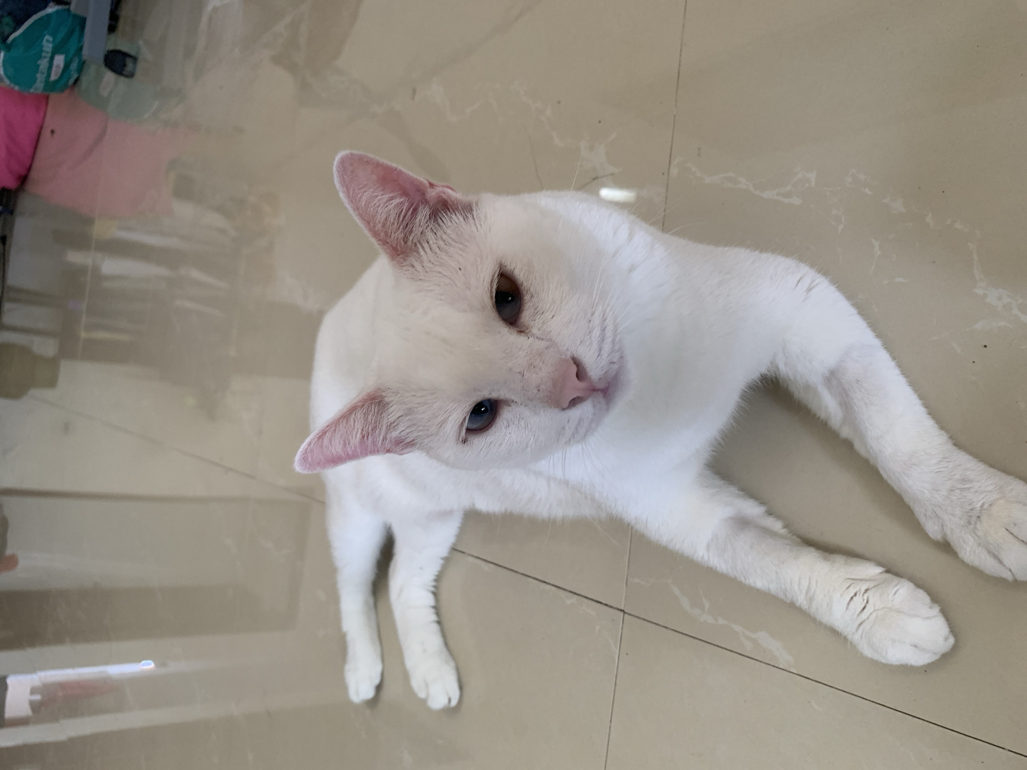 A white cat with pink ears and heterochromia, one eye blue and one eye brown, lies on a tiled floor. The cat is oriented with its head facing the viewer, and its body extends to the left and slightly away from the viewer. The tiled floor is a neutral, light brown color and appears slightly reflective, showing subtle patterns and reflections of light. In the background, out of focus, are hints of furniture and possibly bags, suggesting an indoor domestic setting. The scene is located within a room in Sukawati, Indonesia.