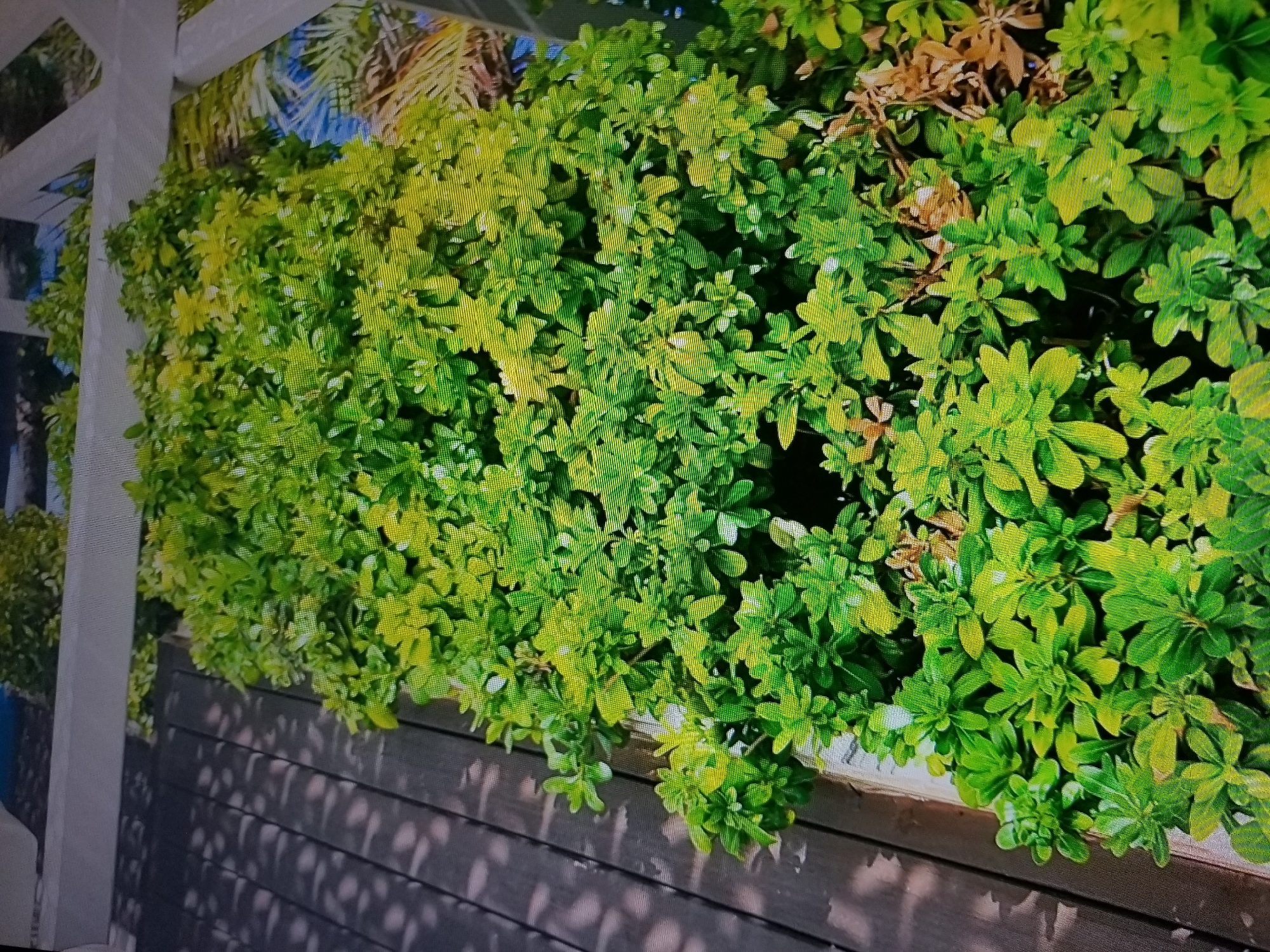 A close-up shot captures a dense green shrubbery with leaves ranging in color from vibrant green to yellowish-green, with a few brown, withered leaves interspersed. The shrubbery appears to be planted in a planter box with a light-colored rim, which rests on a dark wooden deck. The wooden deck is composed of horizontal planks, and shadows of the shrubbery are cast upon it. In the background, a white lattice structure is visible, with hints of greenery and a blue sky peeking through. No people or animals are present in the scene. The image does not contain any information that would help identify its location in Tiraspol, Moldova.