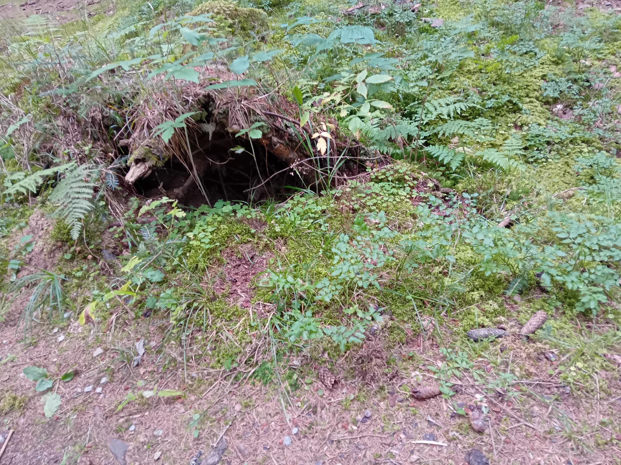 The image depicts a natural forest floor environment in Zuberec, Slovakia. The scene is dominated by lush green vegetation including ferns, mosses, and small leafy plants. In the center of the image, a hollowed-out tree stump or root system is visible, partially covered by growth. The ground is covered with pine needles, dirt, and scattered pinecones. The overall impression is one of a wild, undisturbed woodland area. There are no people or animals visible in the image.